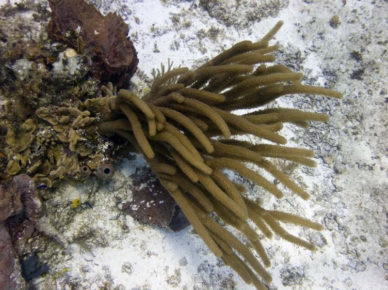 Coral in the current