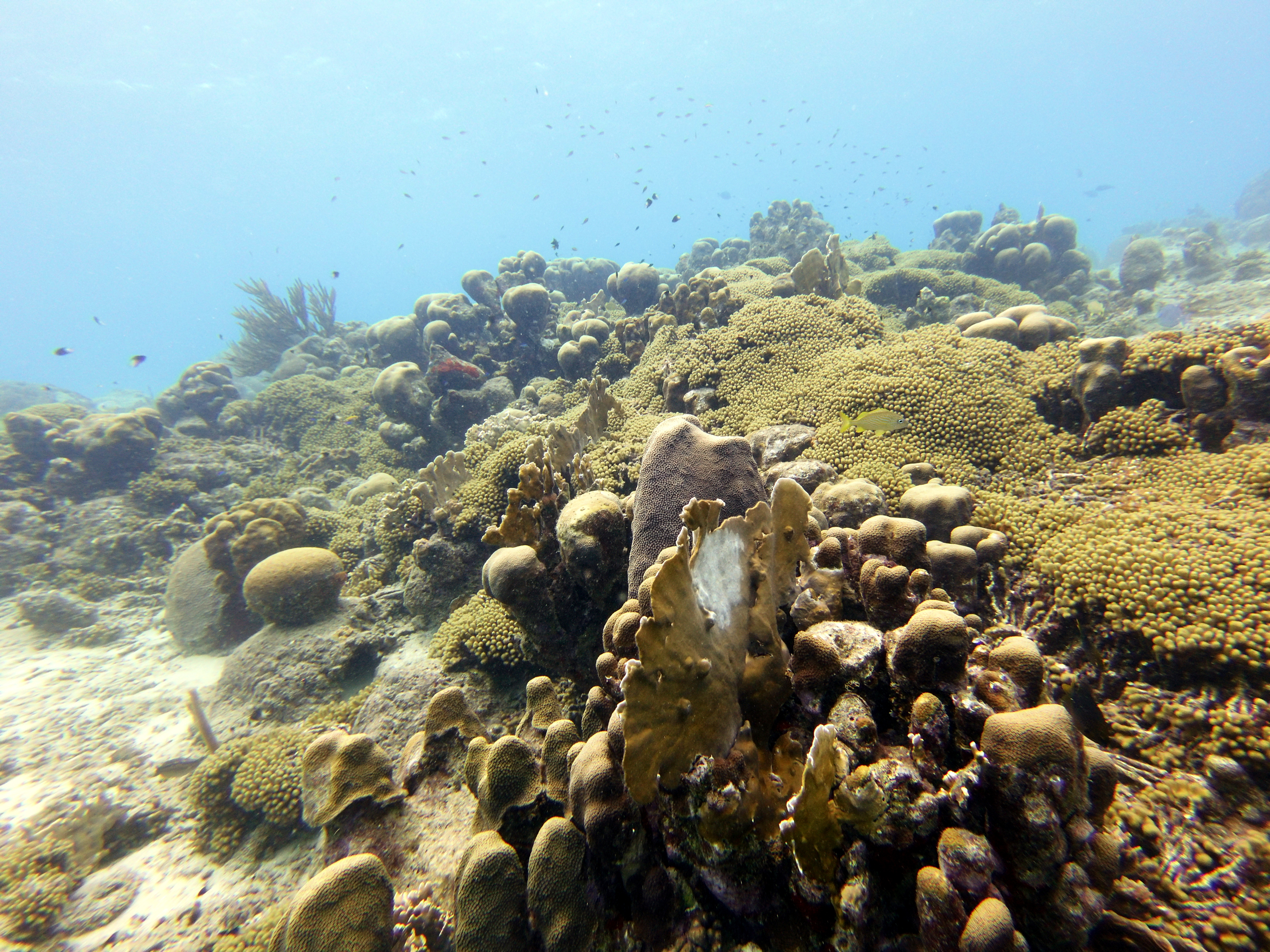 Coral near the shore