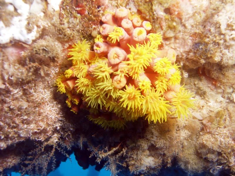 Coral on the Rig