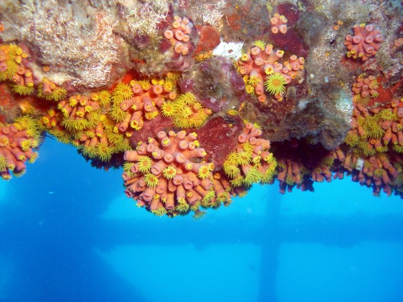 Coral on the Rig