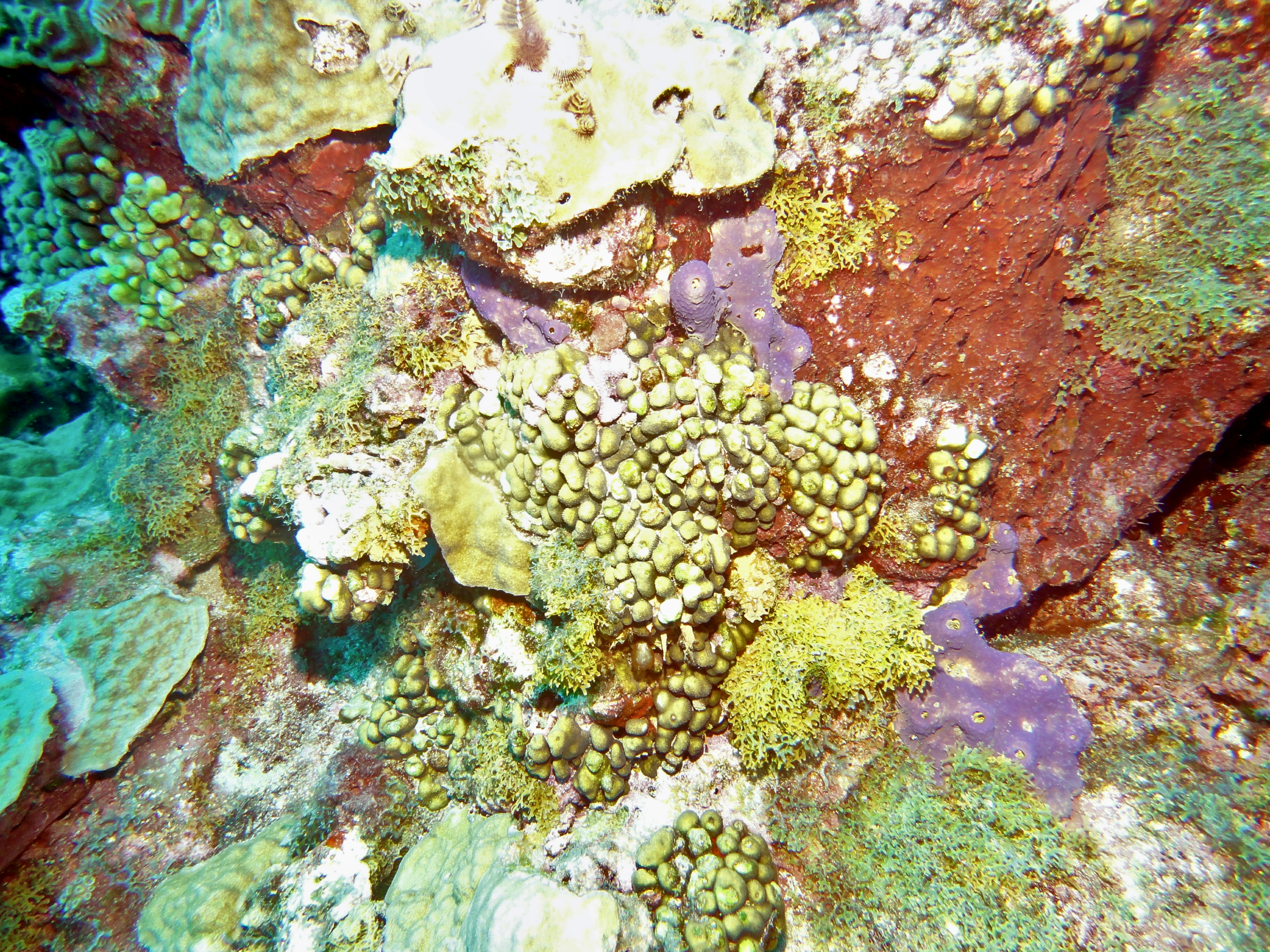 Coral on the West Bank