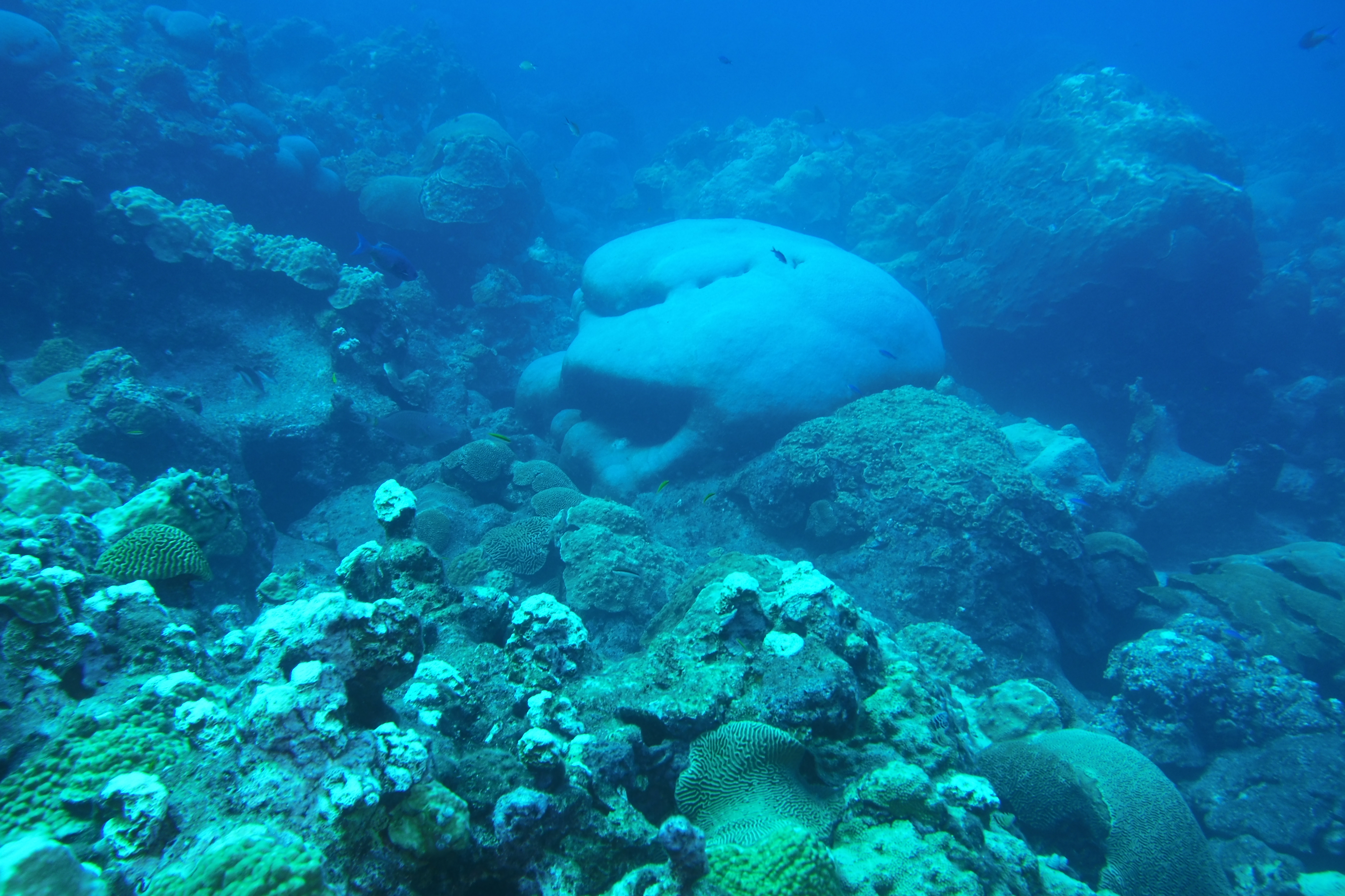 Coral that looks like a face