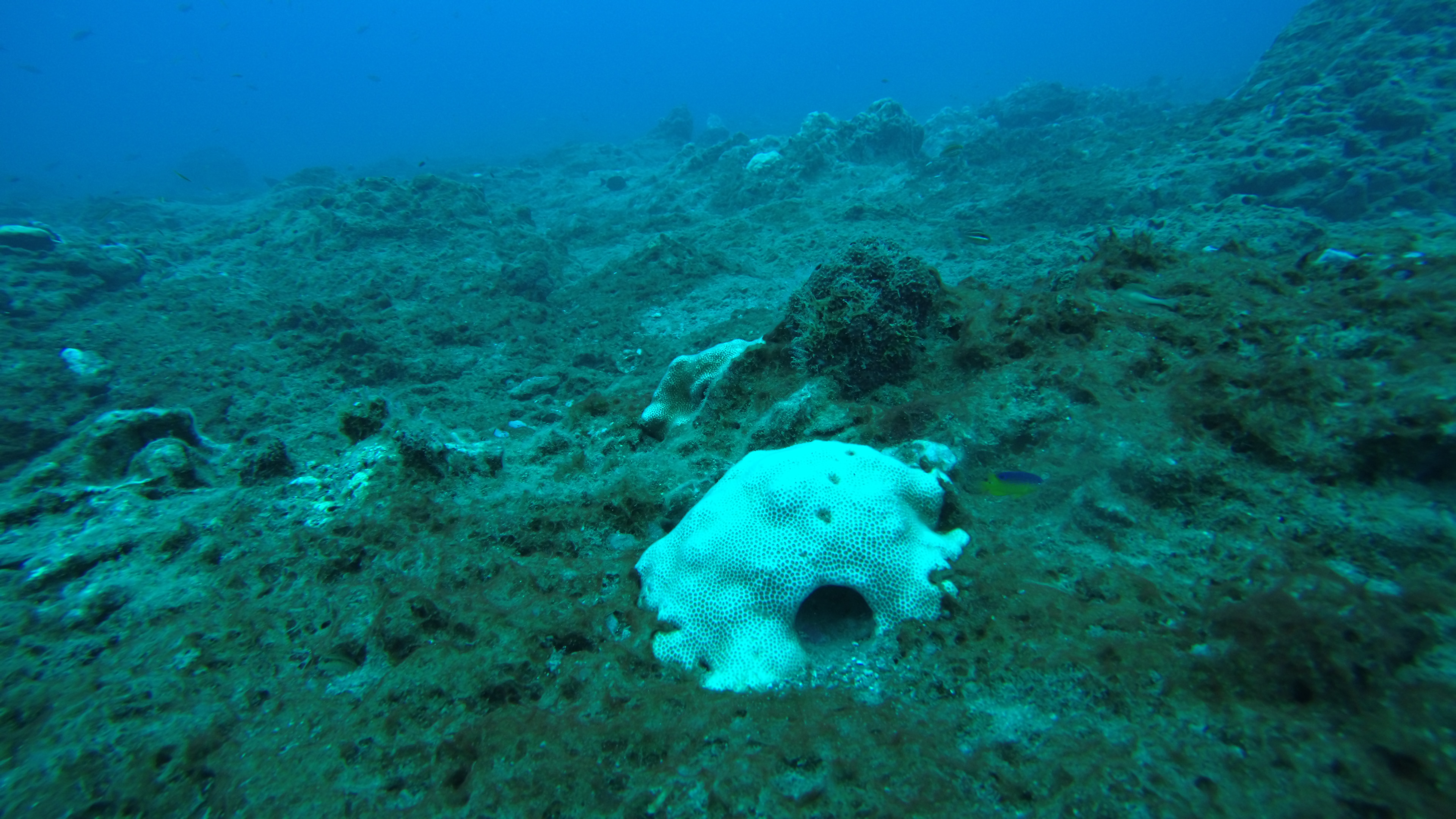 Coral that wrasse was using as a home (looks like a hobbit house to me)