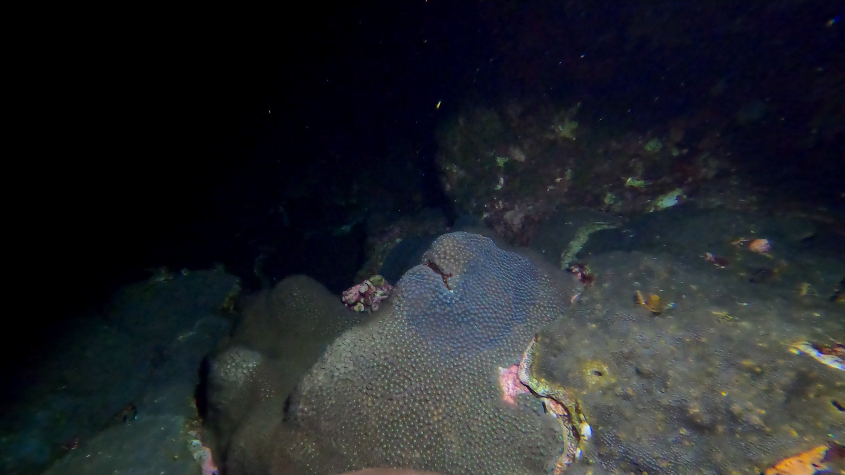 Coral waking up