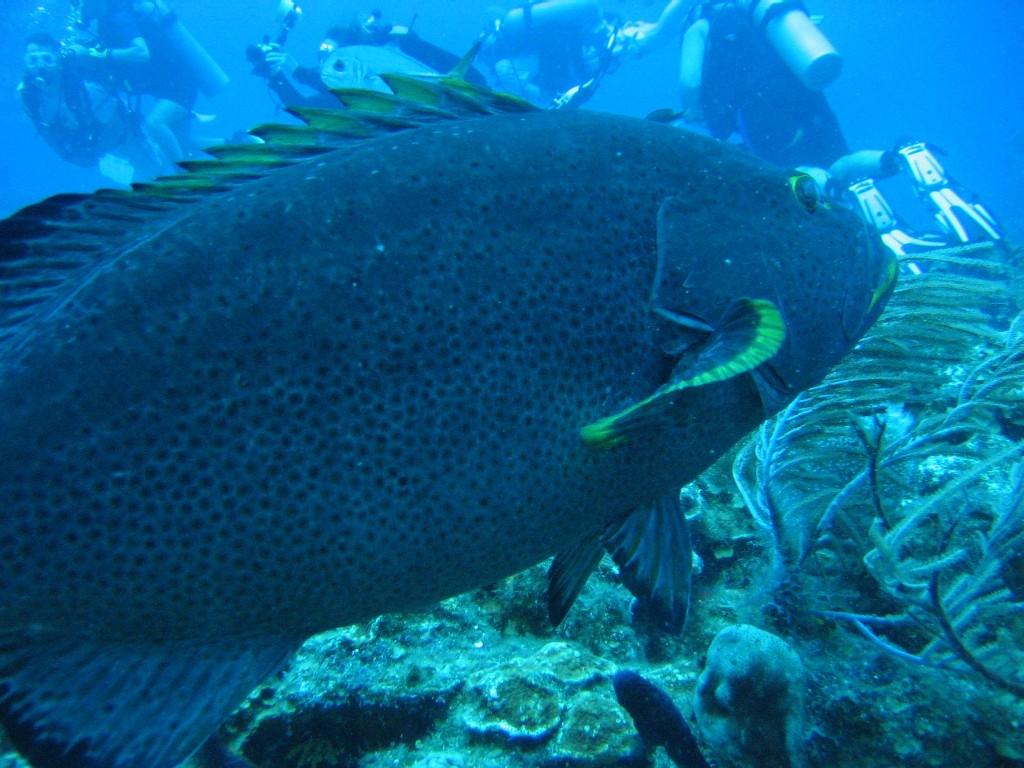 coral