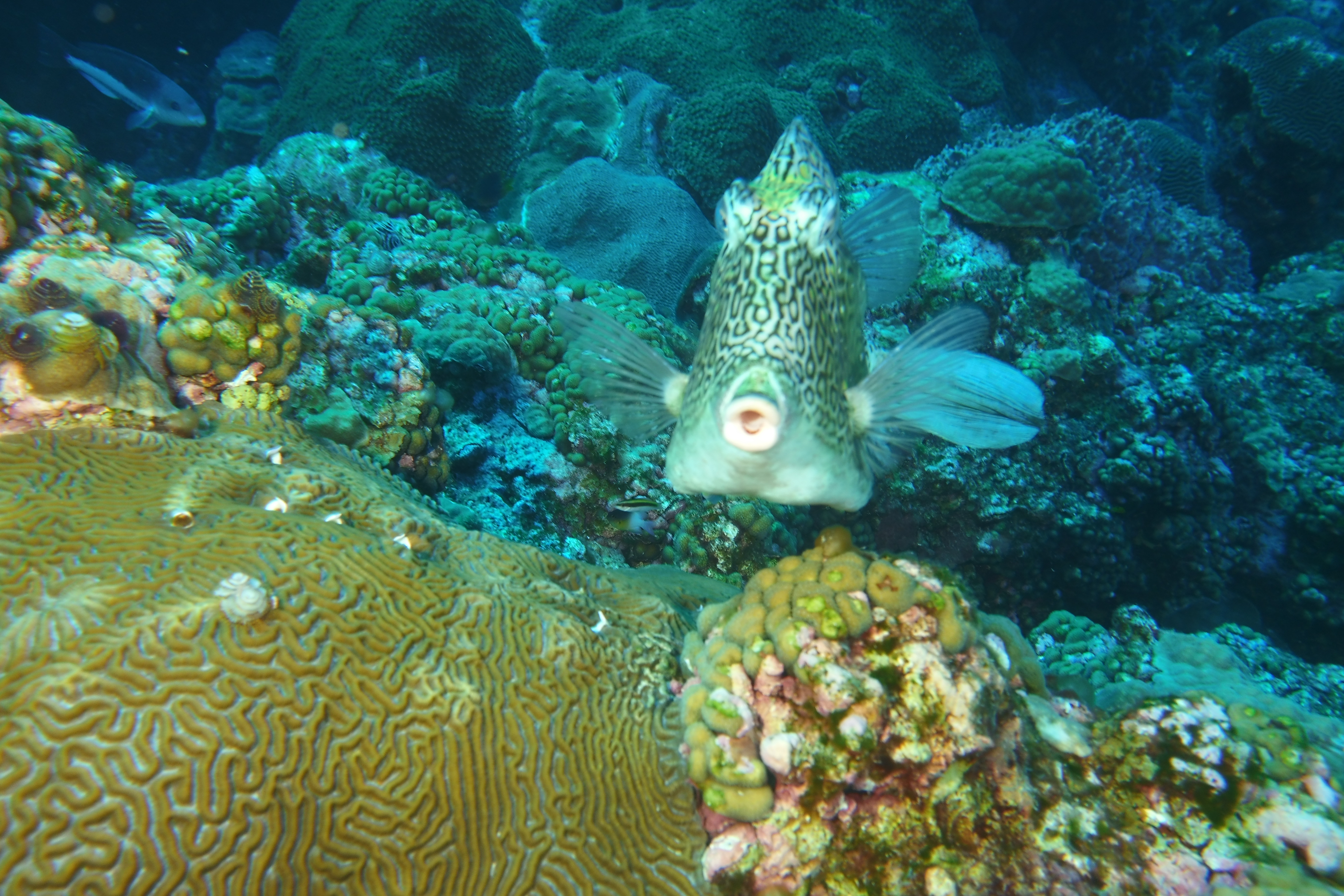 Cowfish on West Bank #1