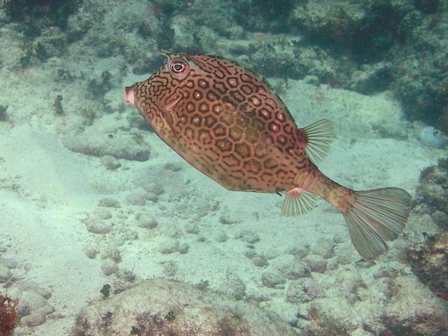 cowfish