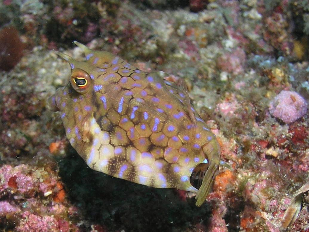 Cowfish
