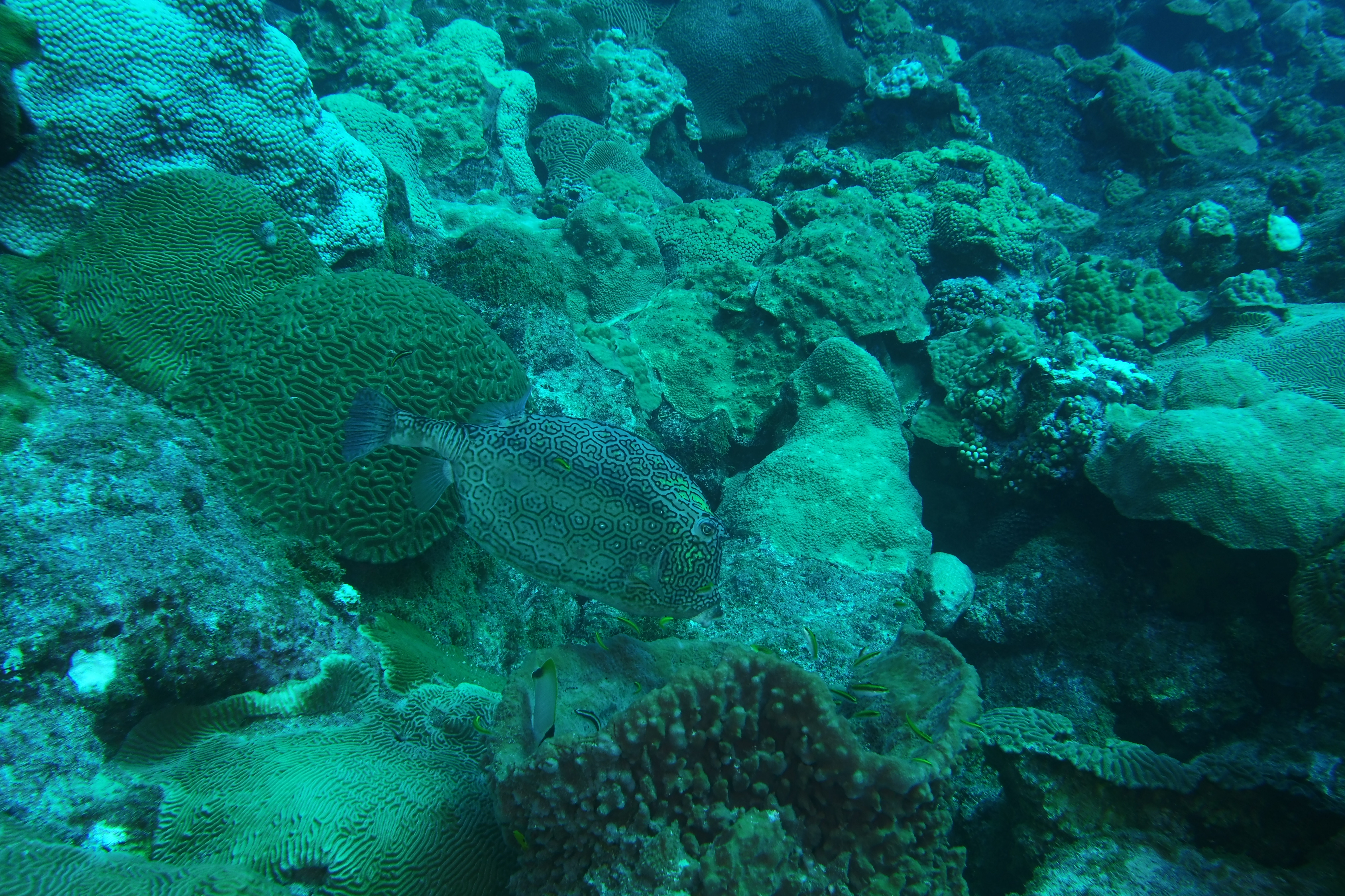 Cowfish