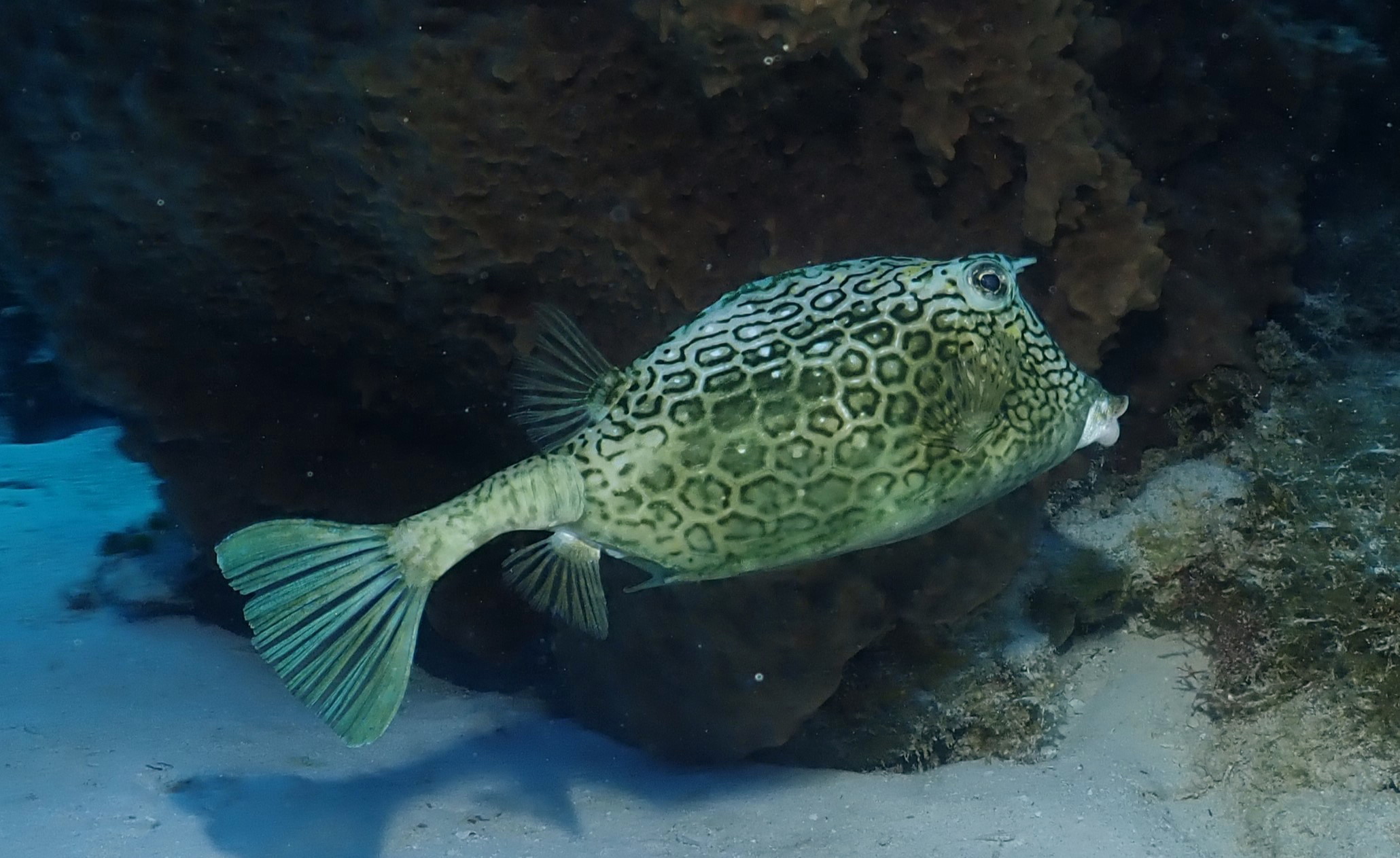 Cowfish