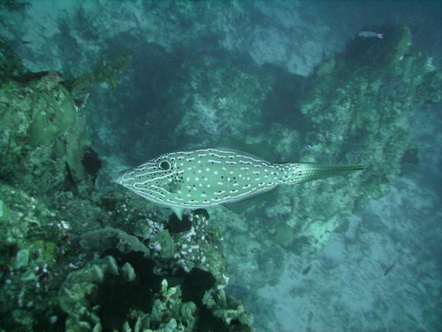 Cozumel 2008