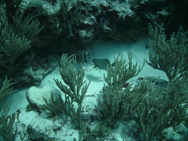Cozumel 2008