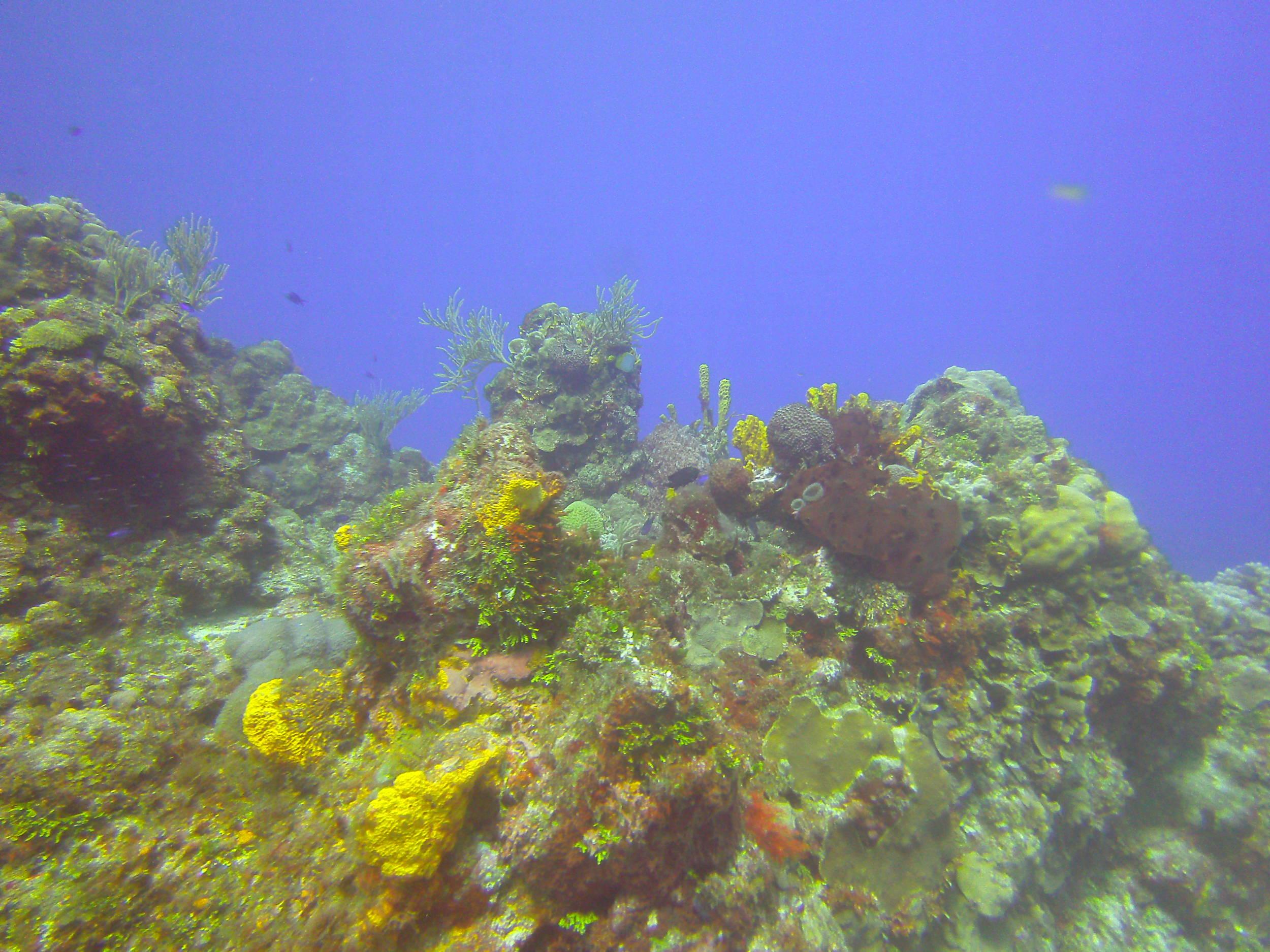 Cozumel Dive Trip October 2012: my first blue water
