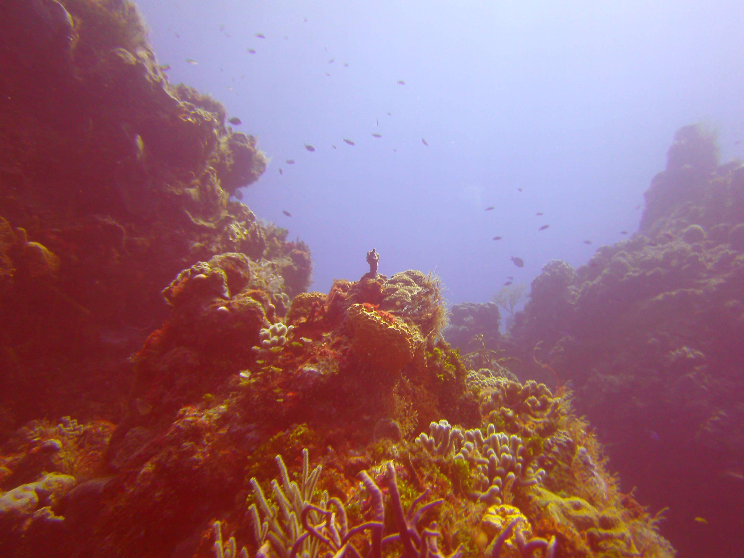 Cozumel Dive Trip October 2012: my first blue water