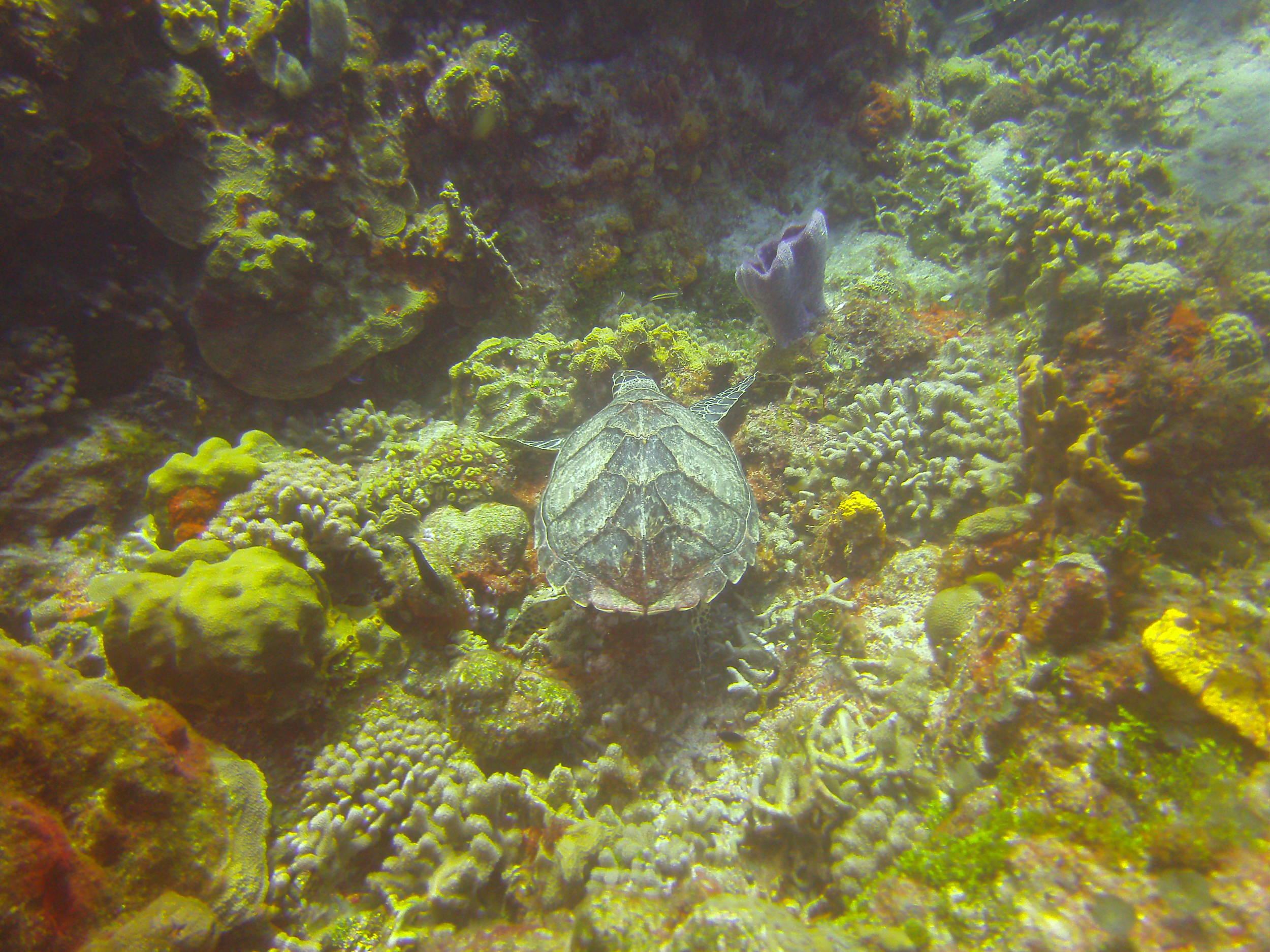 Cozumel Dive Trip October 2012: my first blue water