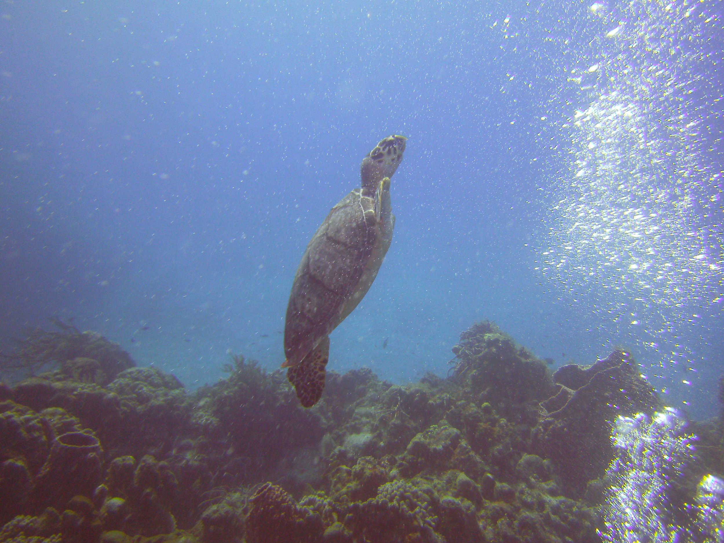 Cozumel Dive Trip October 2012: my first blue water