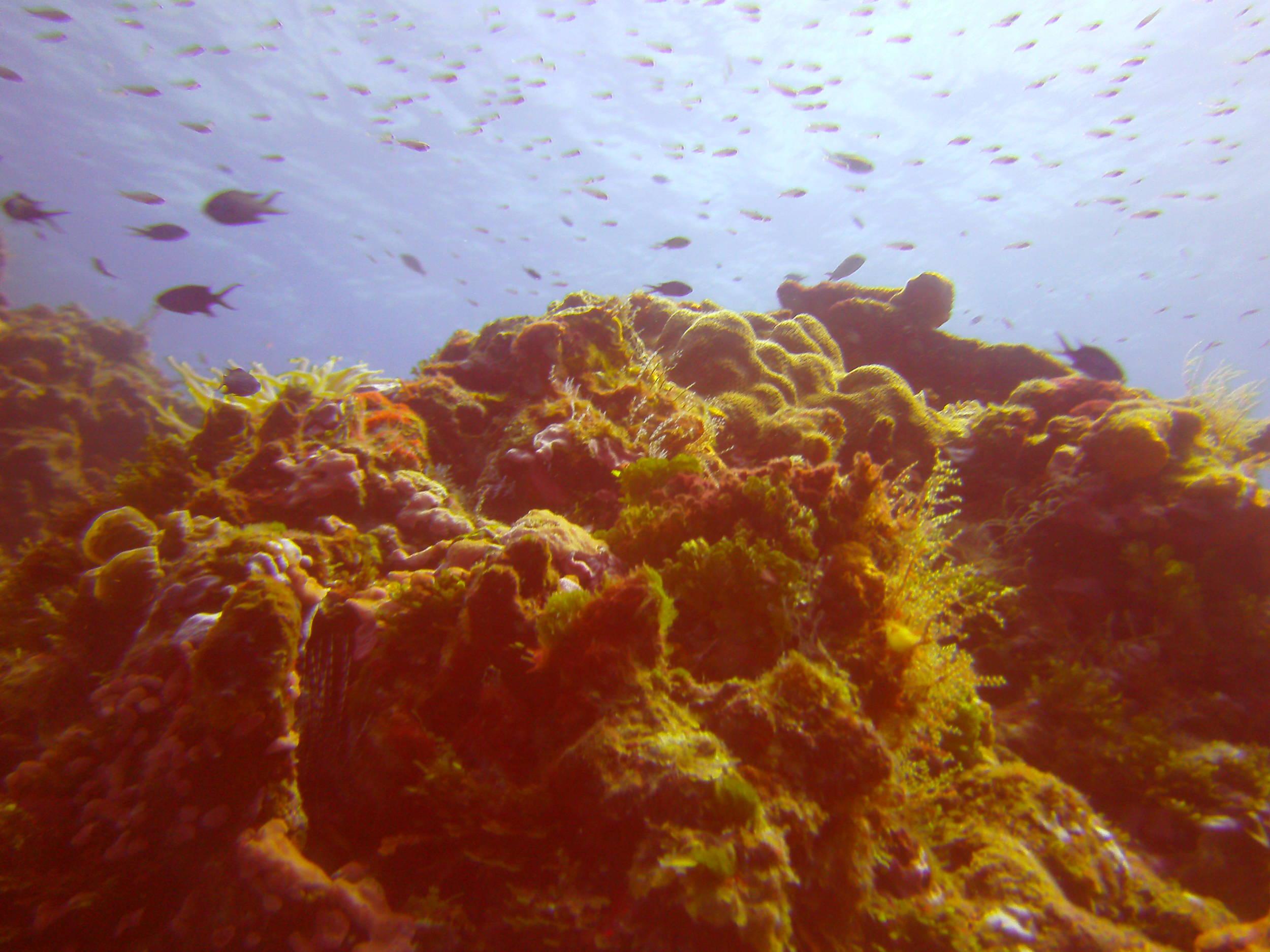Cozumel Dive Trip October 2012: my first blue water