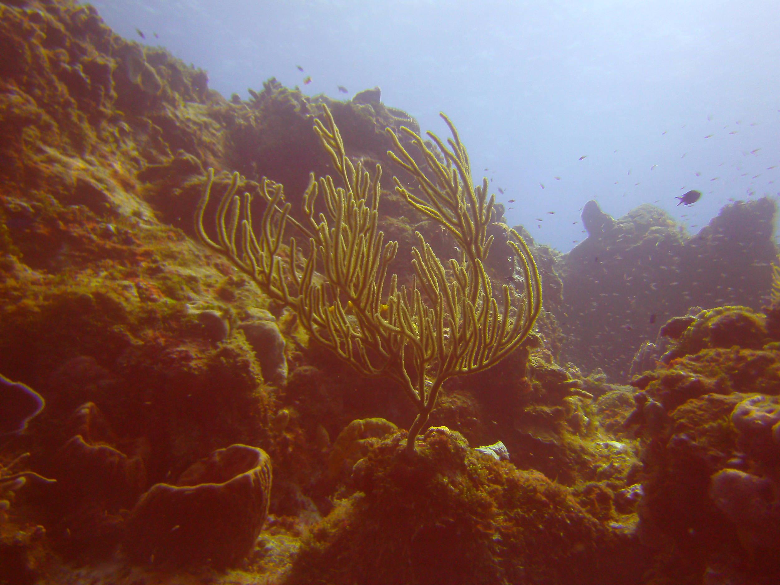 Cozumel Dive Trip October 2012: my first blue water
