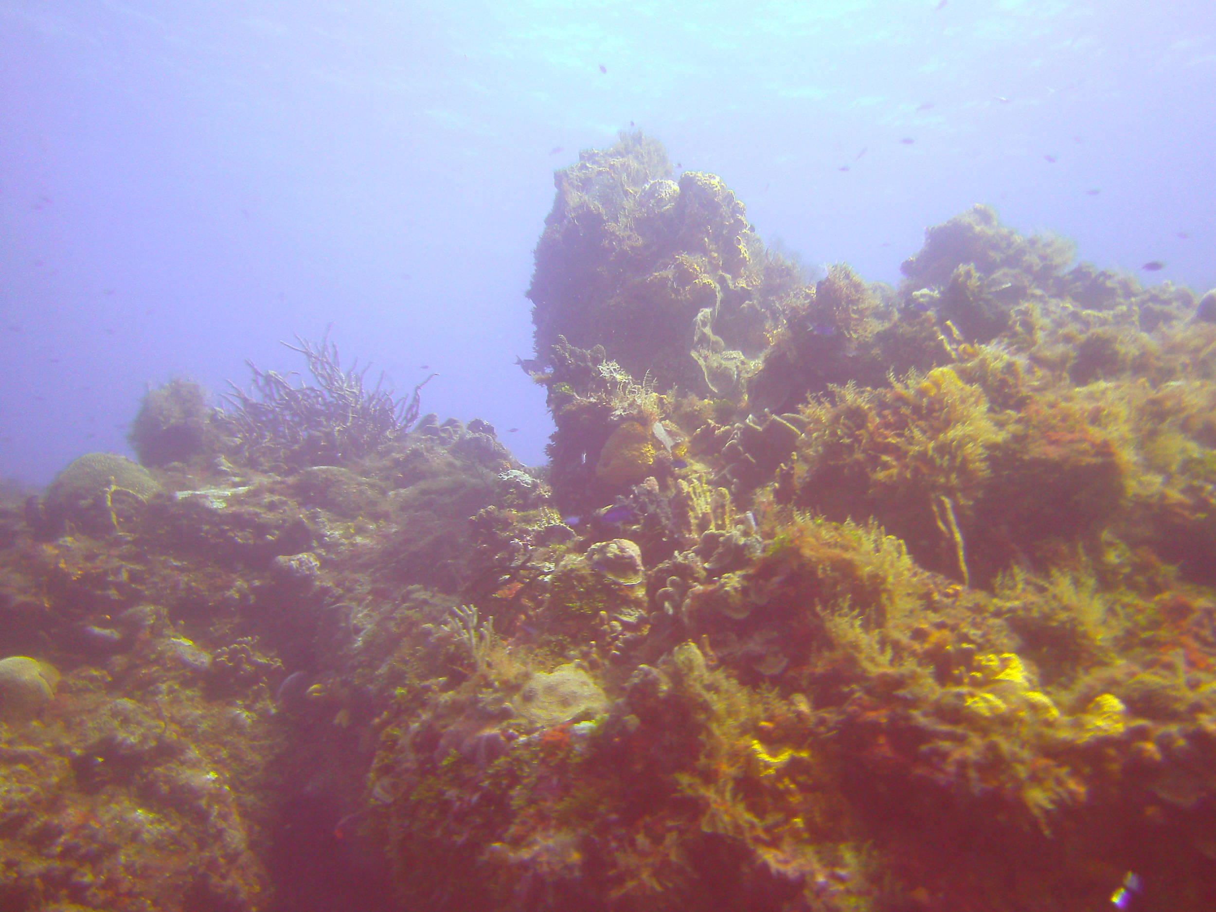 Cozumel Dive Trip October 2012: my first blue water