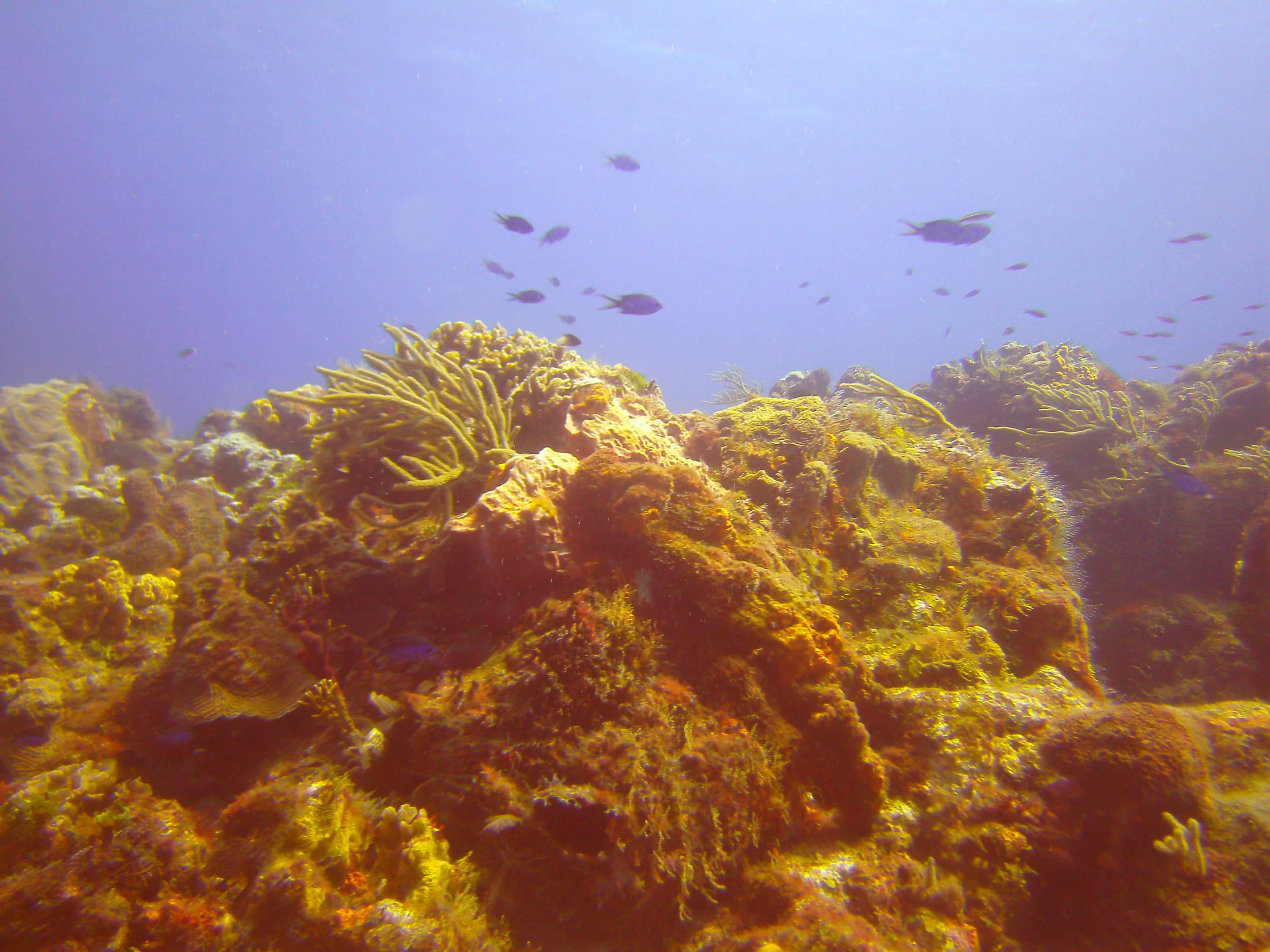 Cozumel Dive Trip October 2012: my first blue water