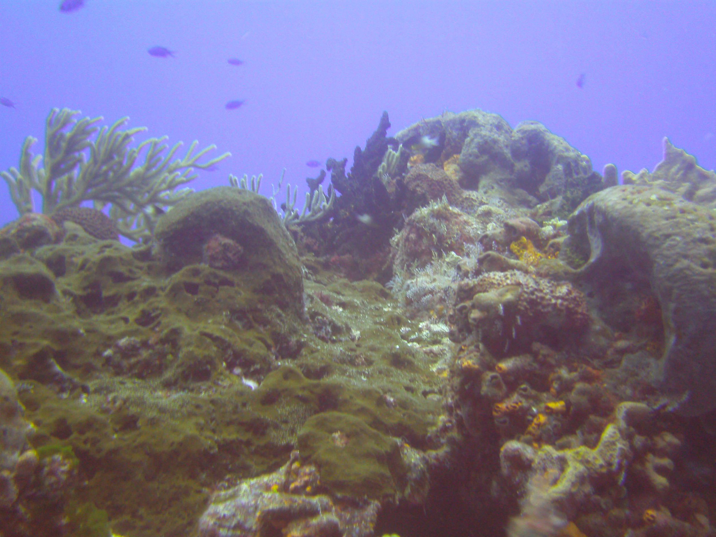 Cozumel Dive Trip October 2012: my first blue water