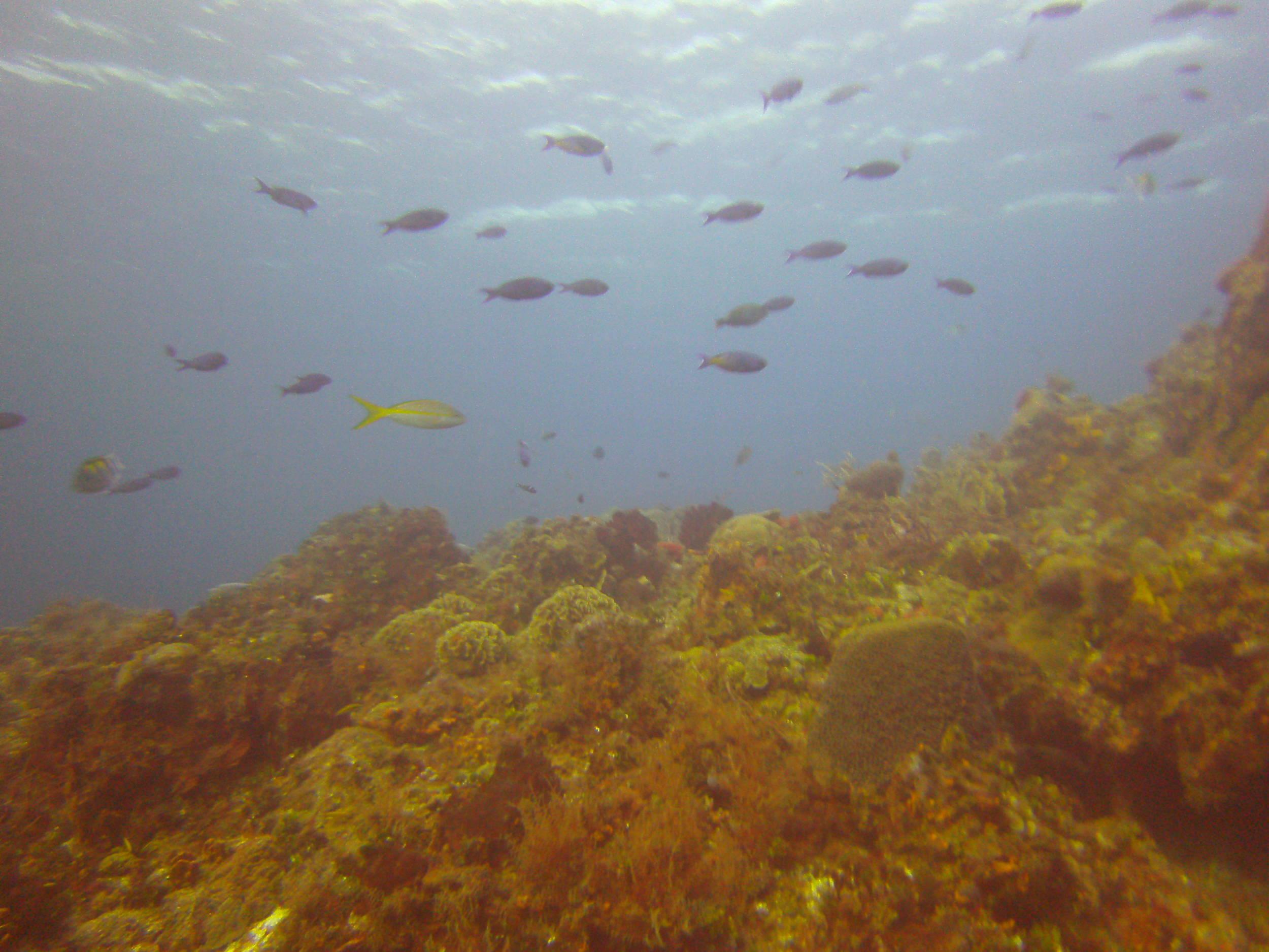 Cozumel Dive Trip October 2012: my first blue water
