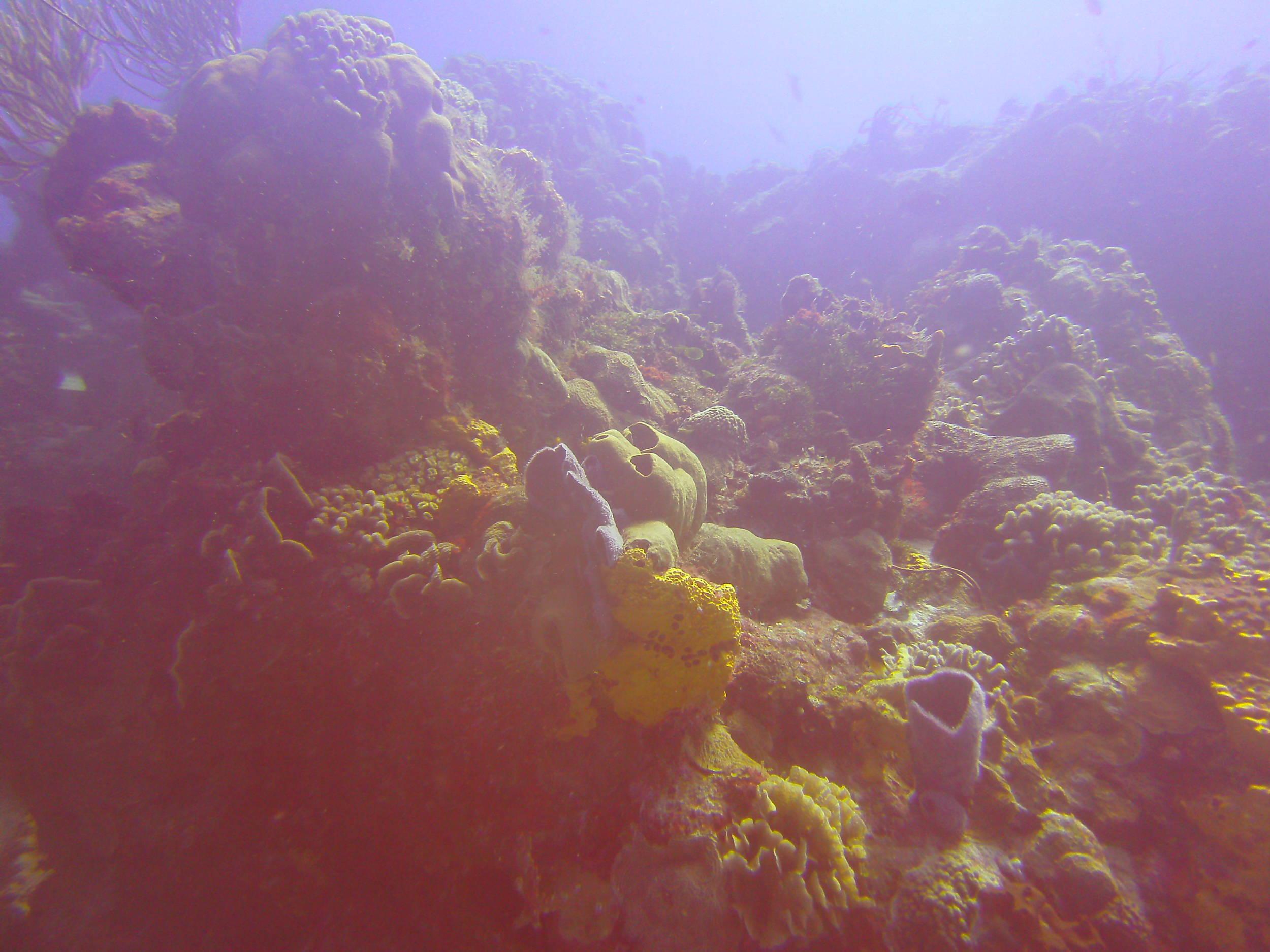Cozumel Dive Trip October 2012: my first blue water