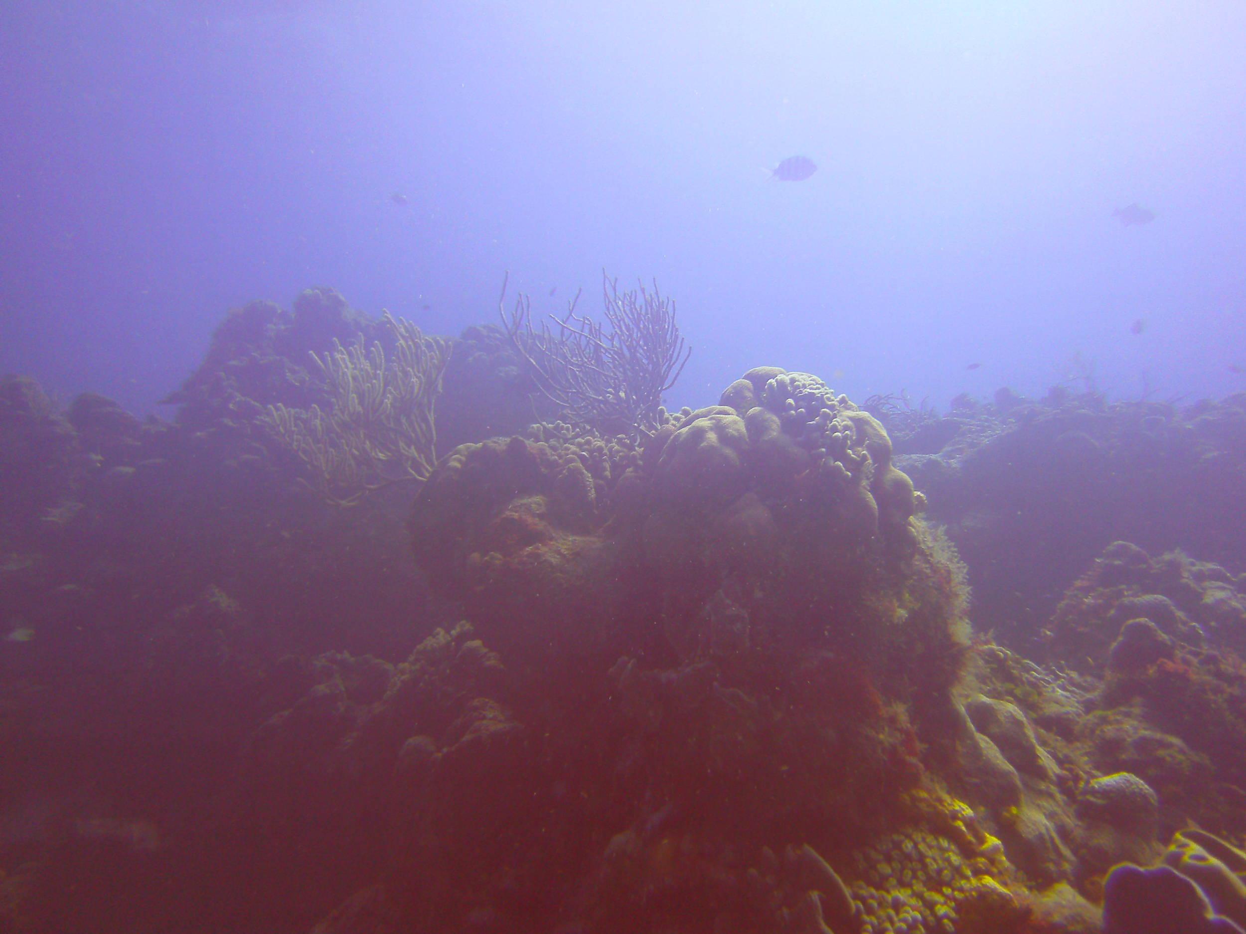 Cozumel Dive Trip October 2012: my first blue water