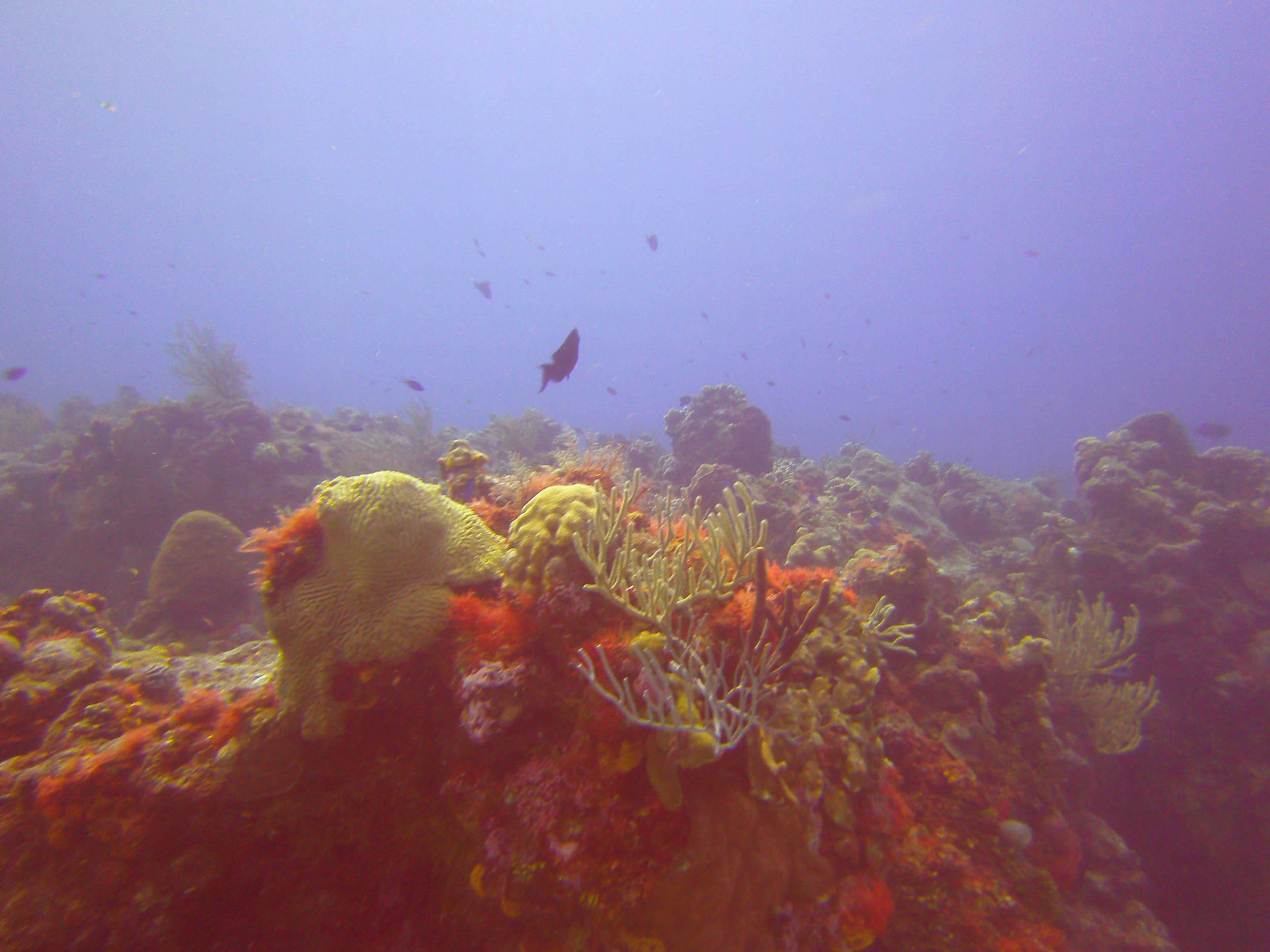 Cozumel Dive Trip October 2012: my first blue water