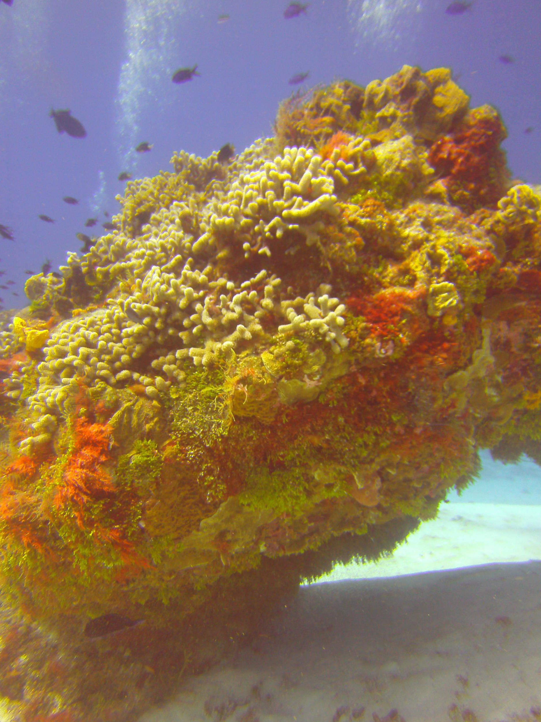 Cozumel Dive Trip October 2012: my first blue water
