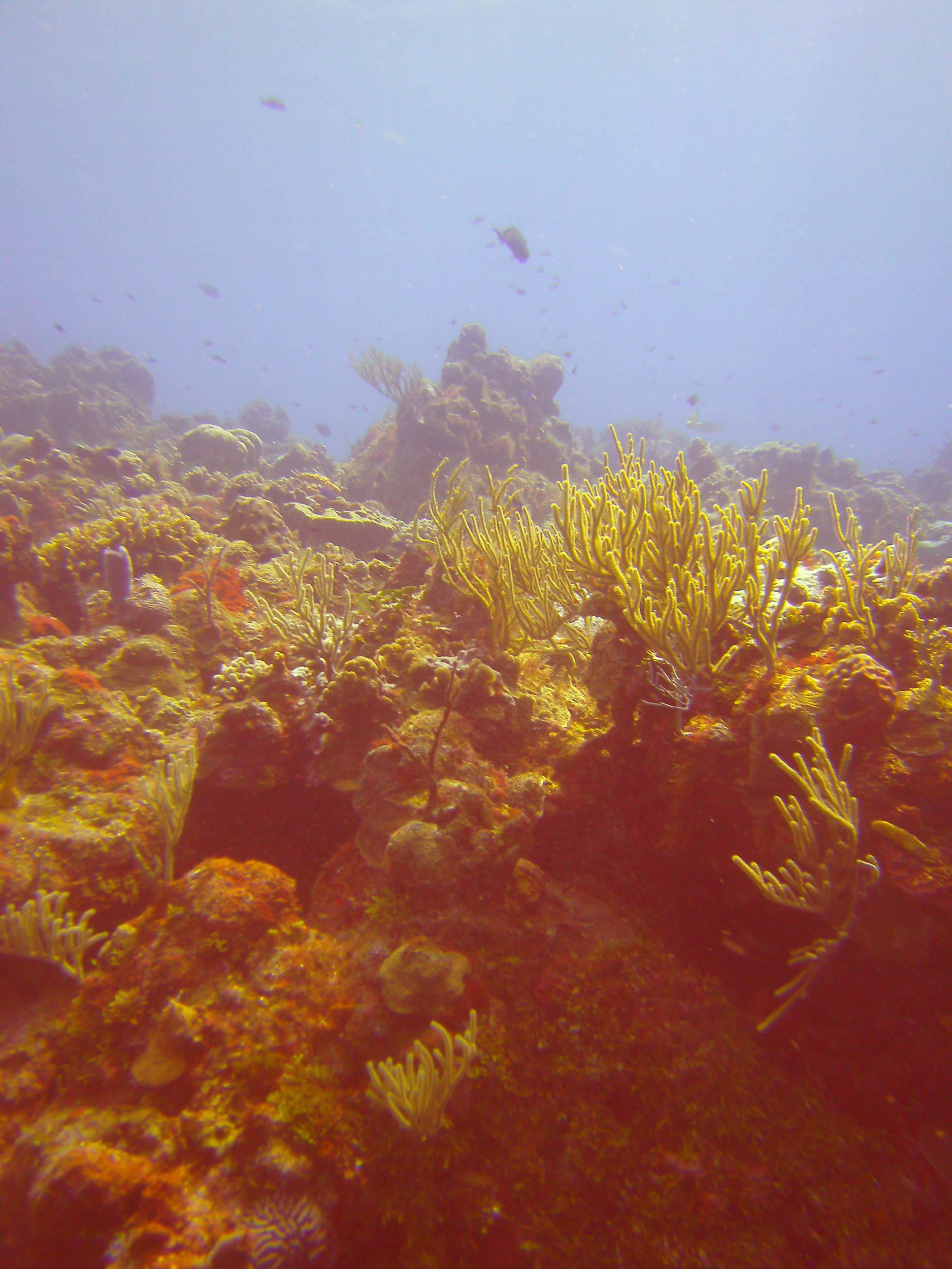 Cozumel Dive Trip October 2012: my first blue water