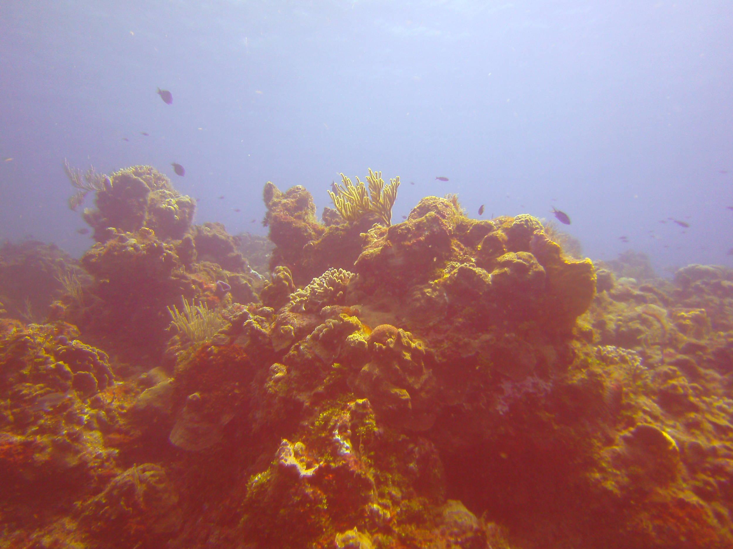 Cozumel Dive Trip October 2012: my first blue water