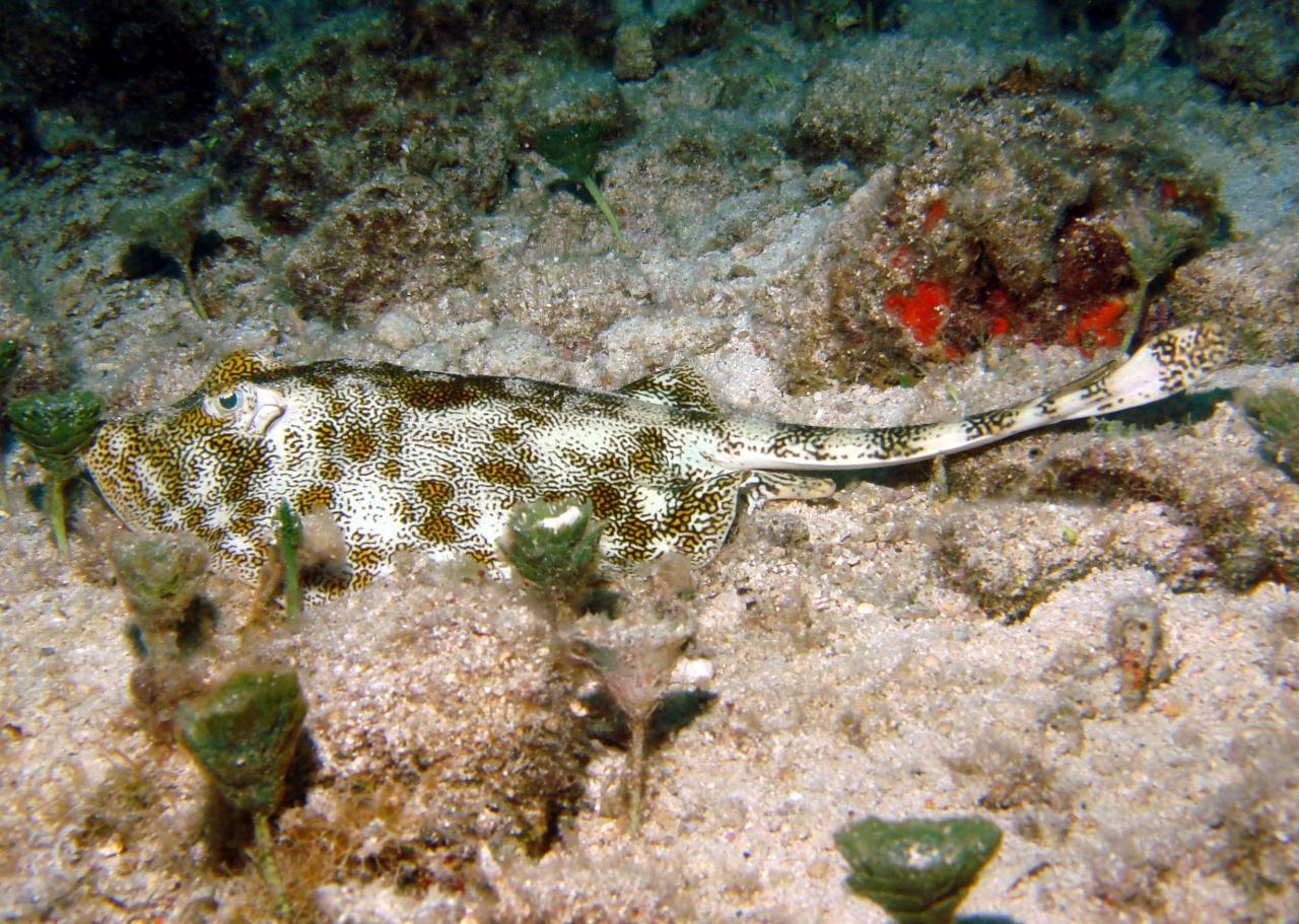 Cozumel