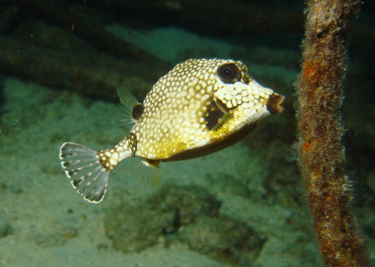 Cozumel
