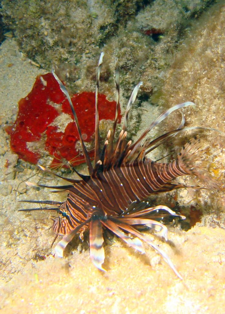 Cozumel