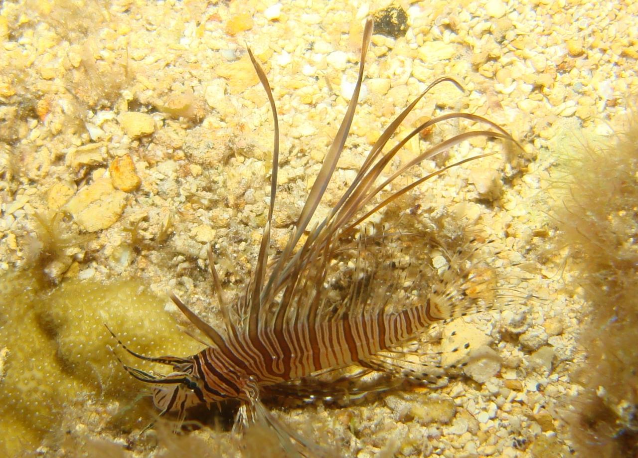 Cozumel