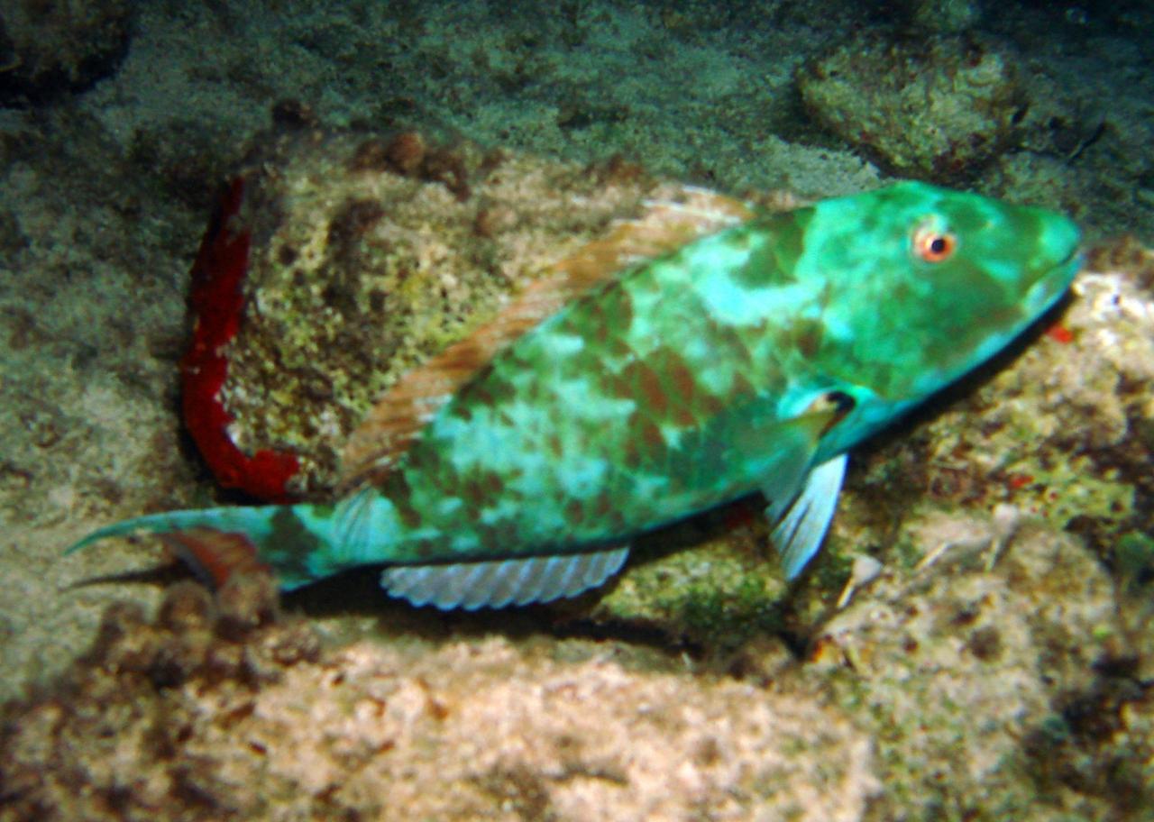 Cozumel