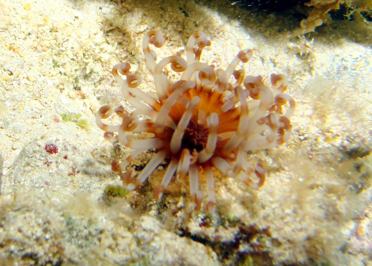 Cozumel