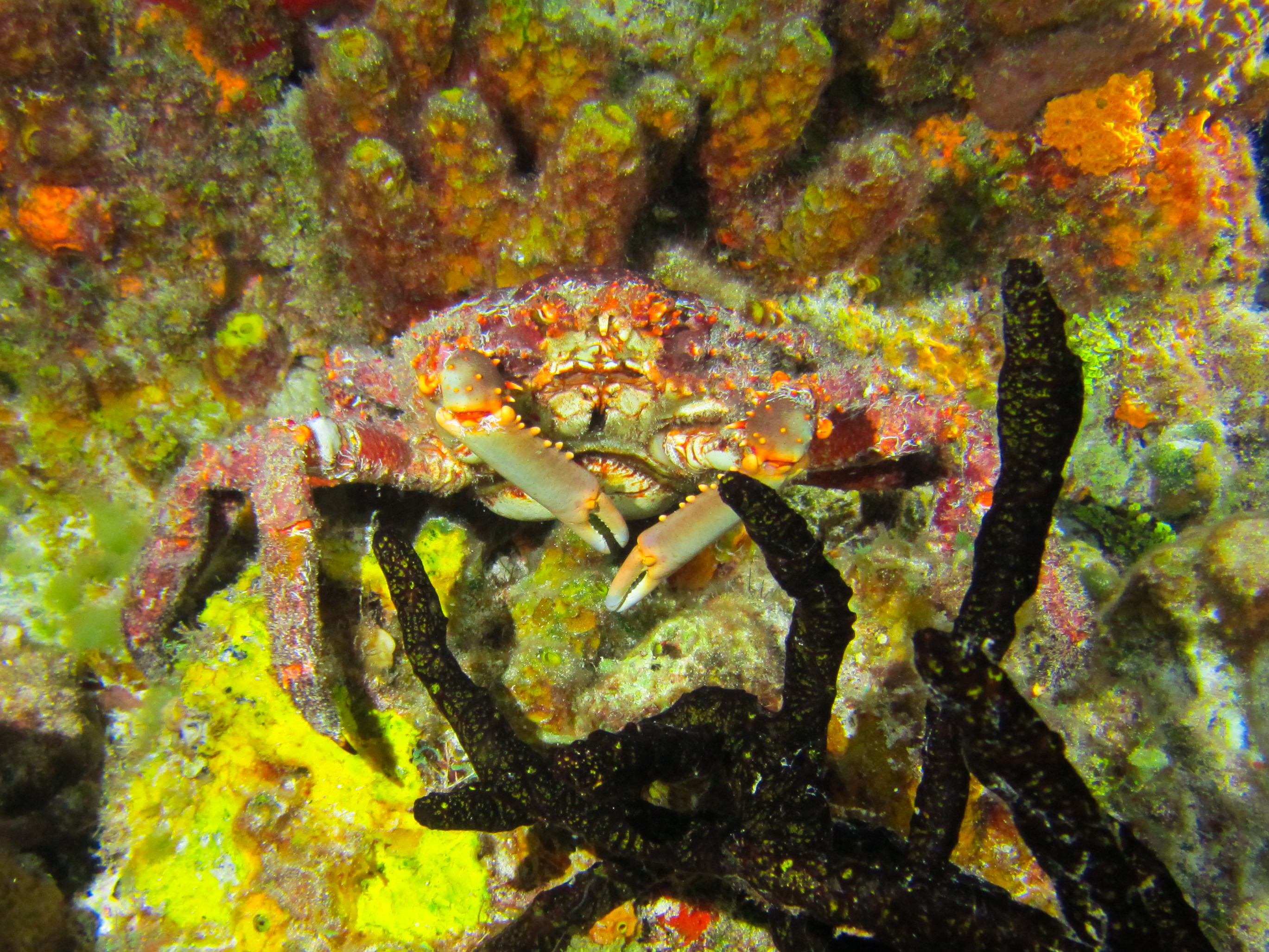 Crab 2 Night 5794