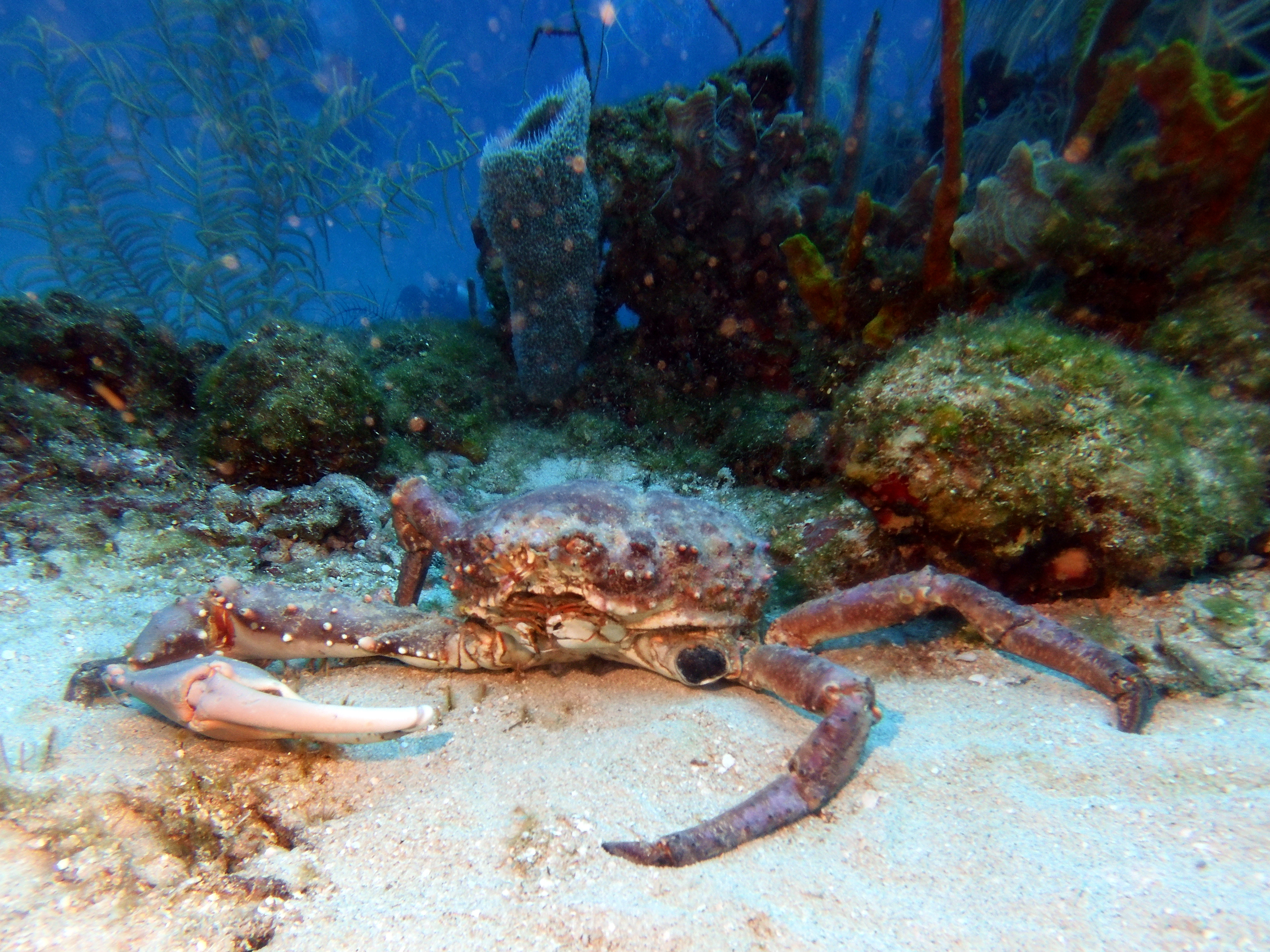 Crab at Stingray Reef