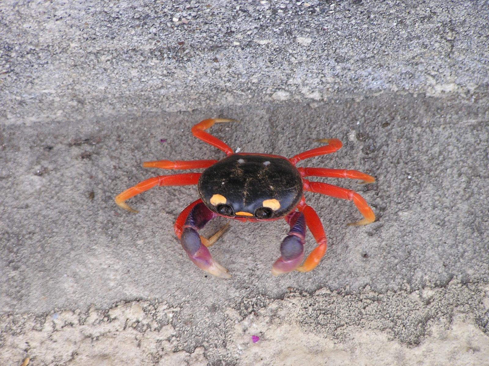 Crab before it's demise to the racoons