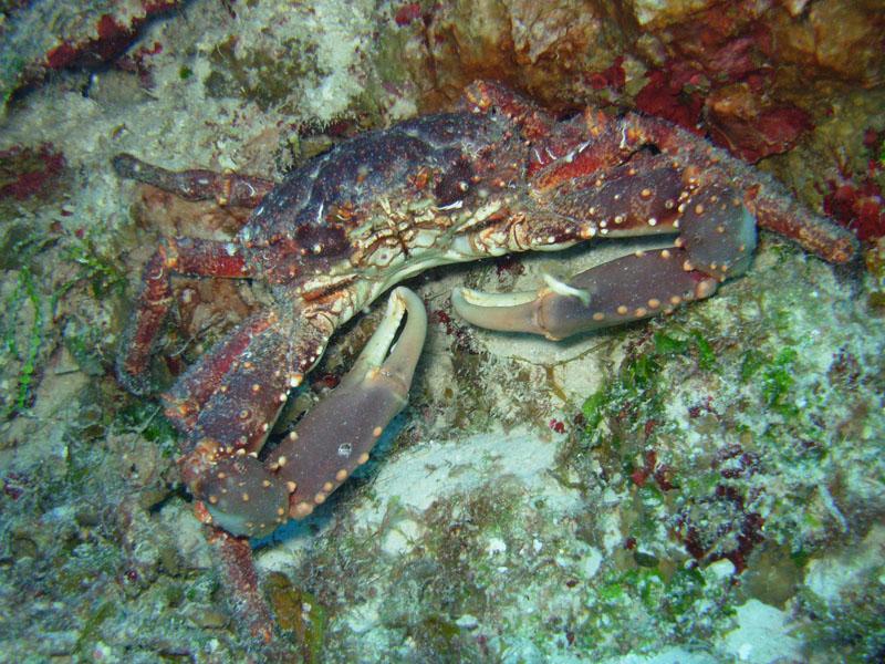 Crab - Cozumel