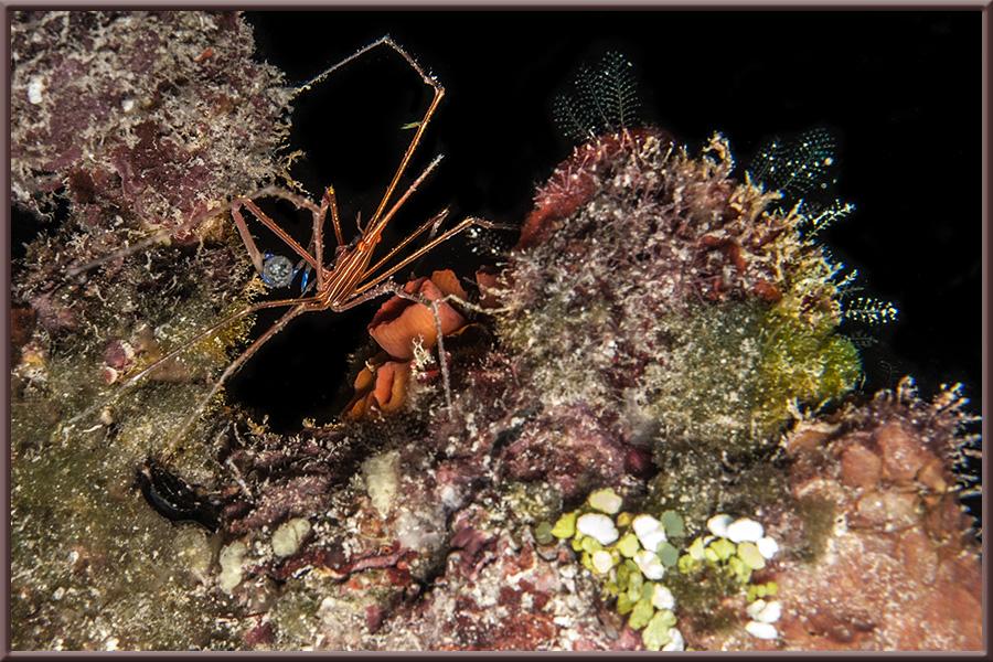 crab