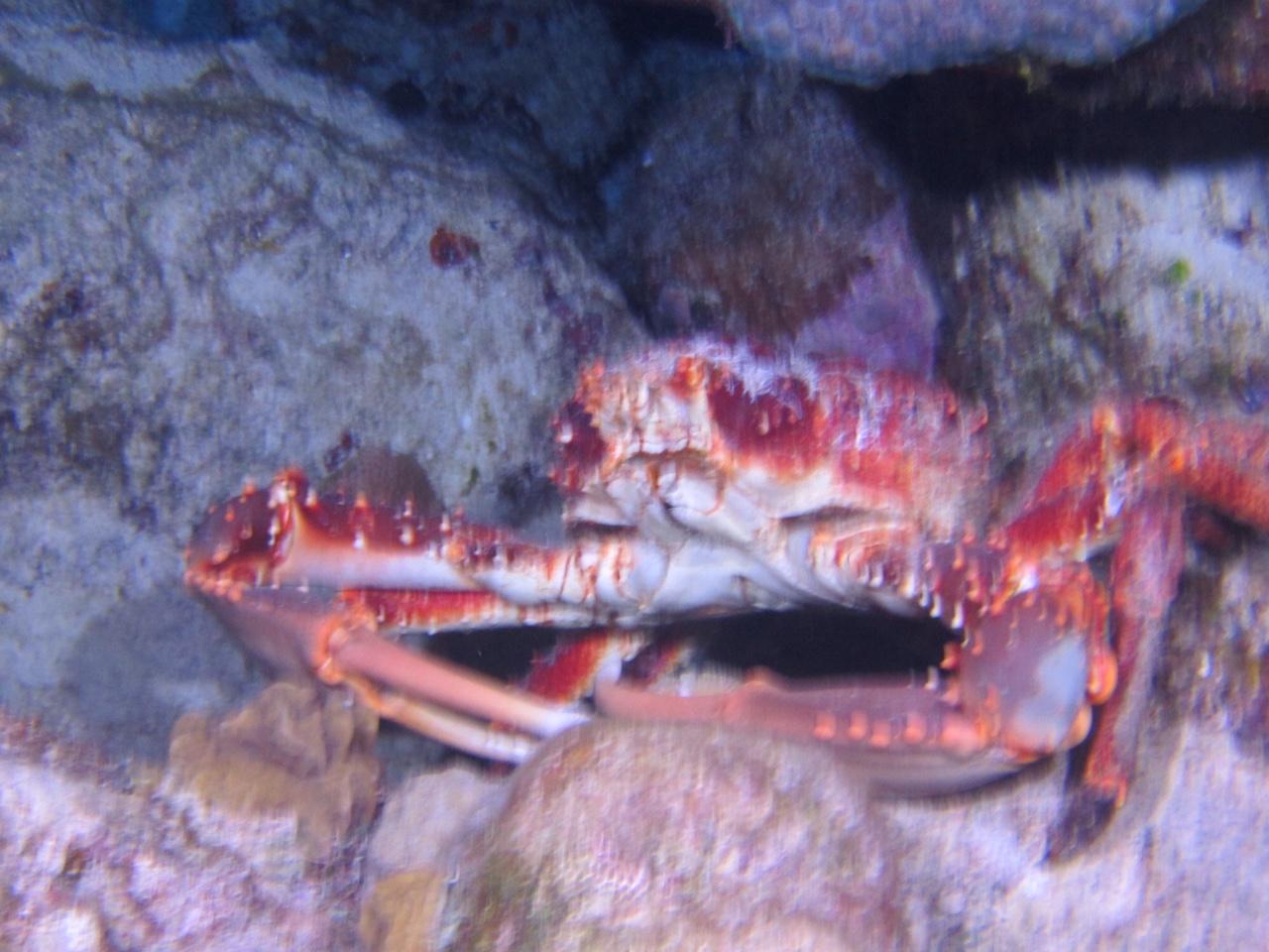Crab