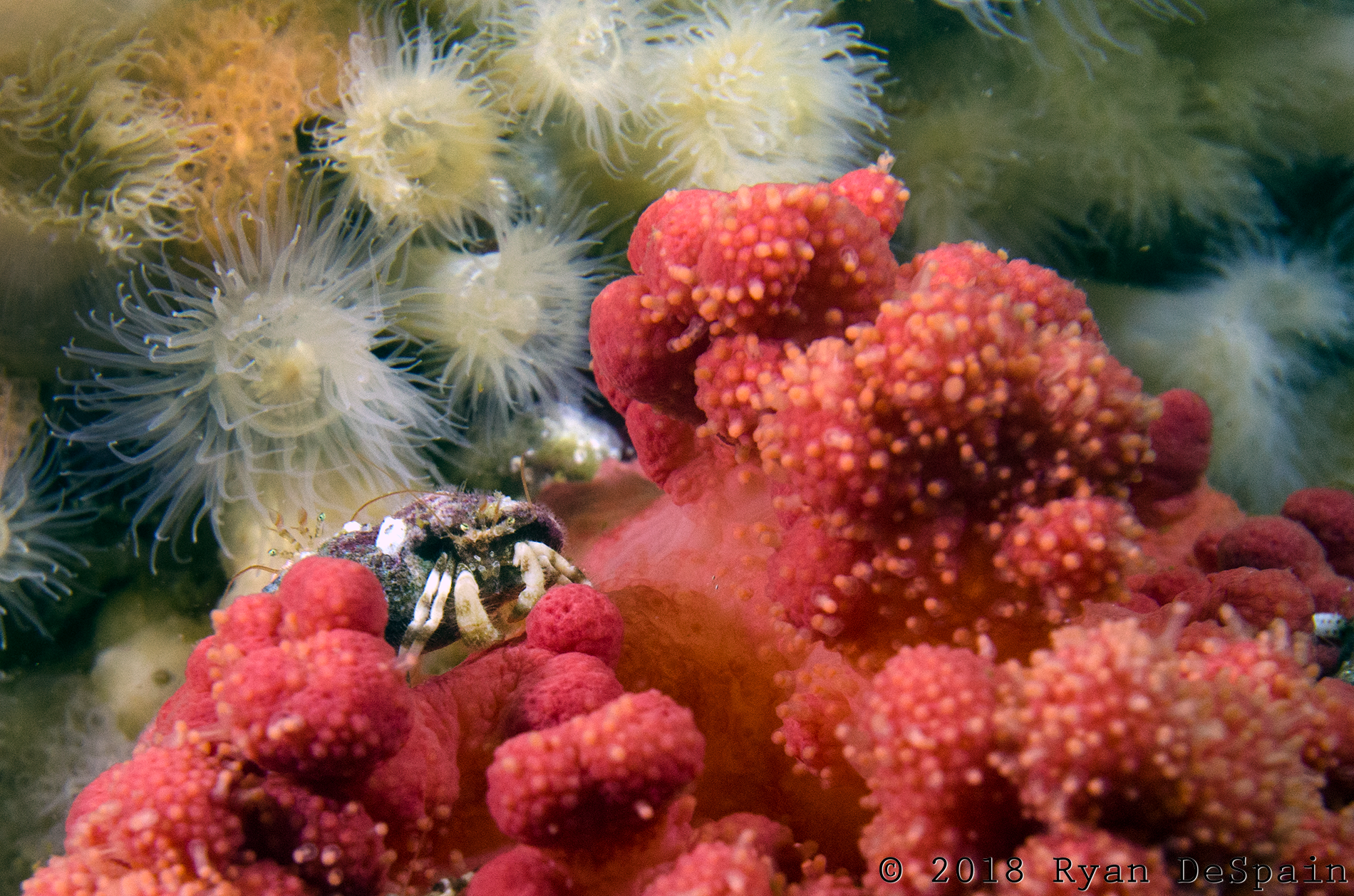 Crab