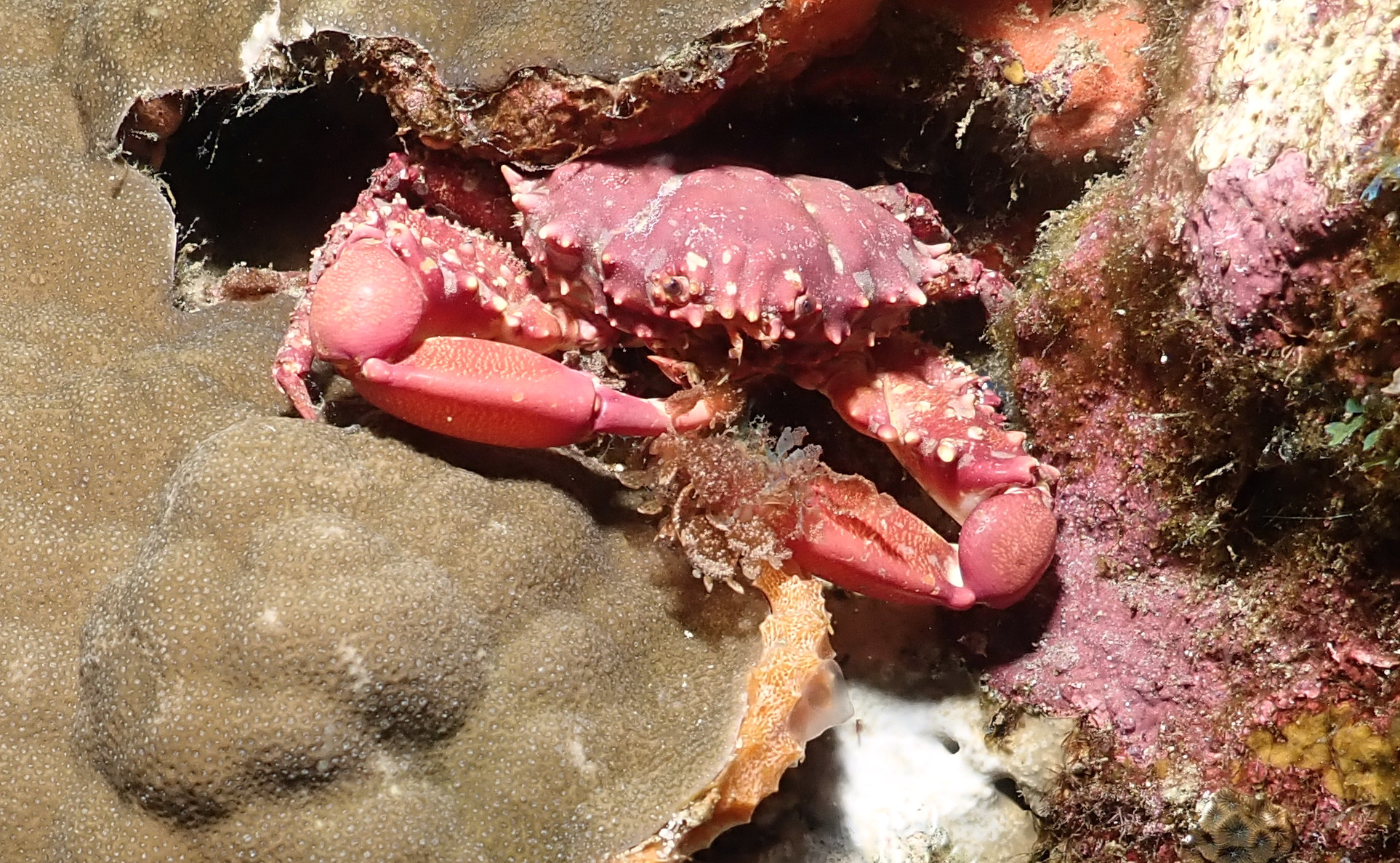 crabby