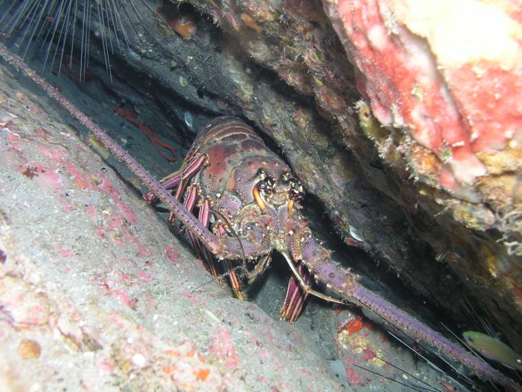 cracked lobster