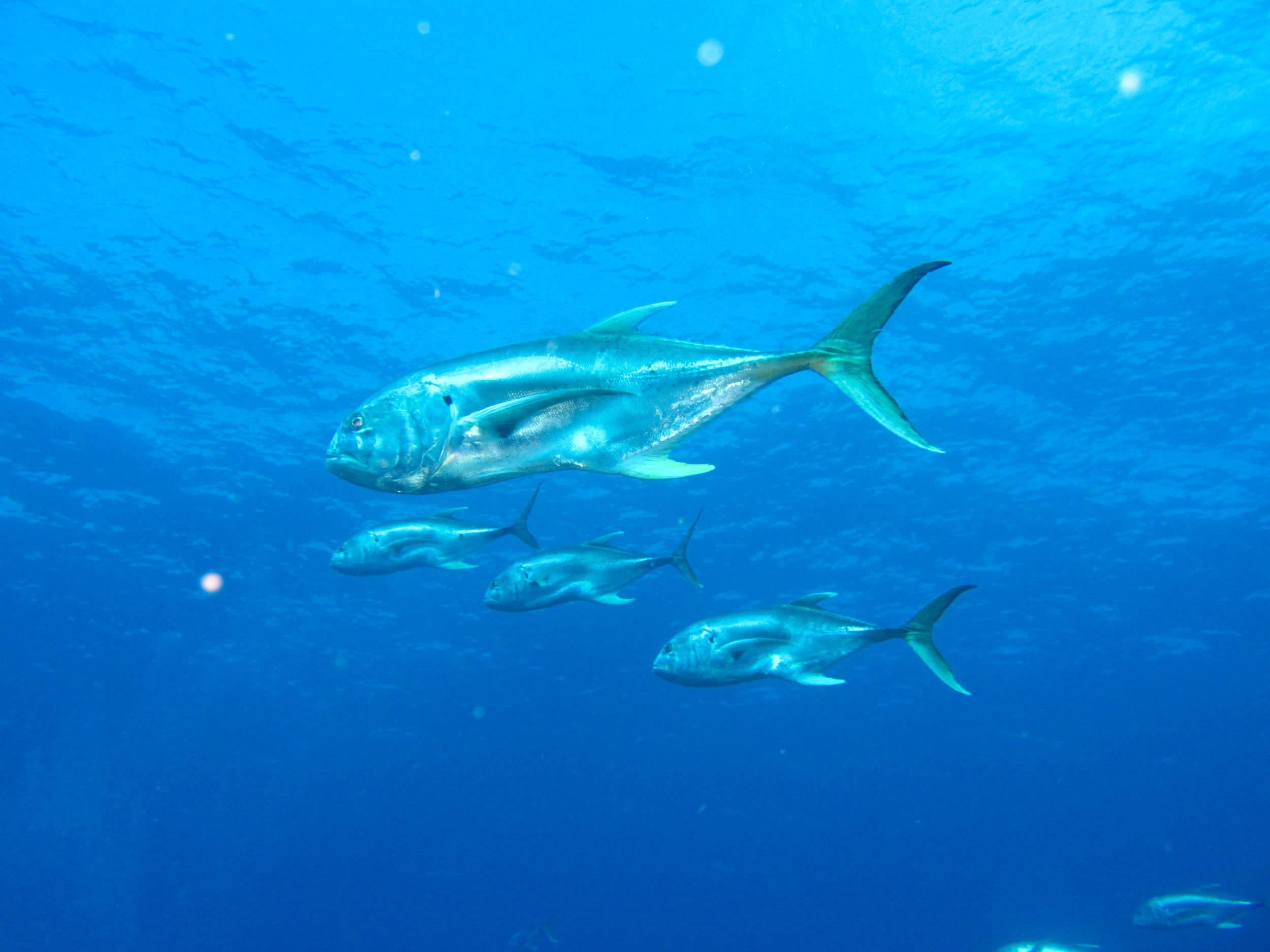 Crevalle Jacks