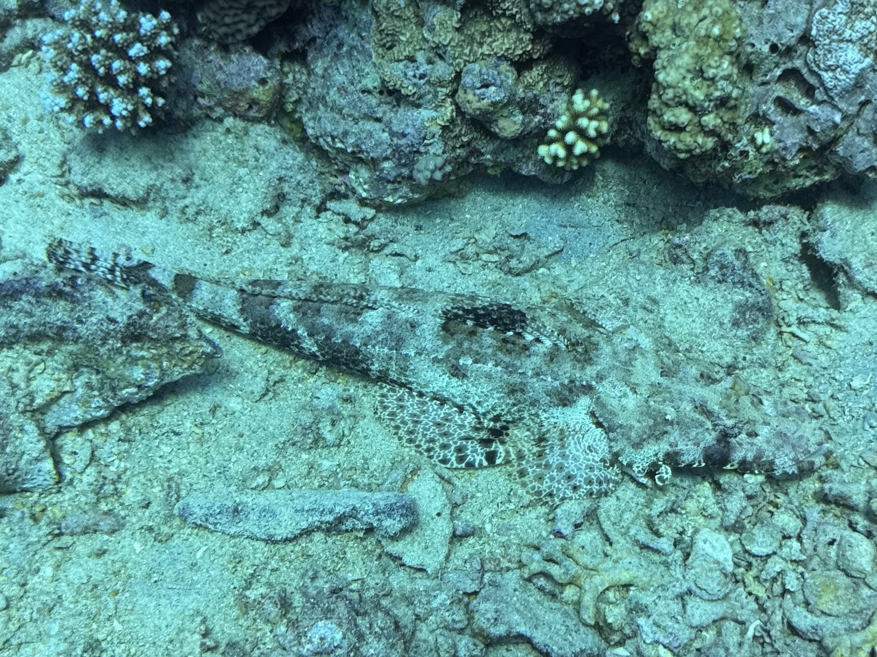 crocodile fish.jpg