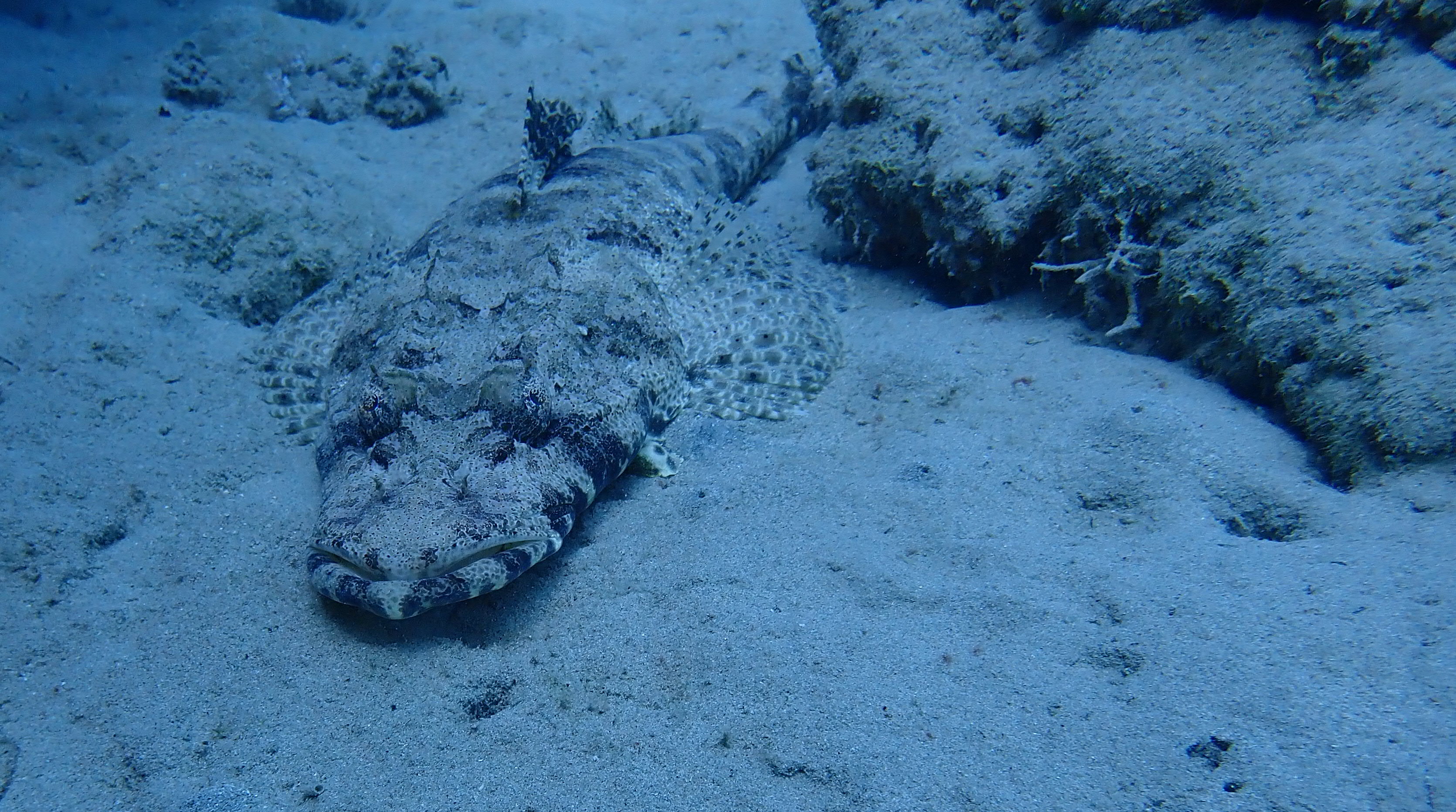 Crocodile Fish